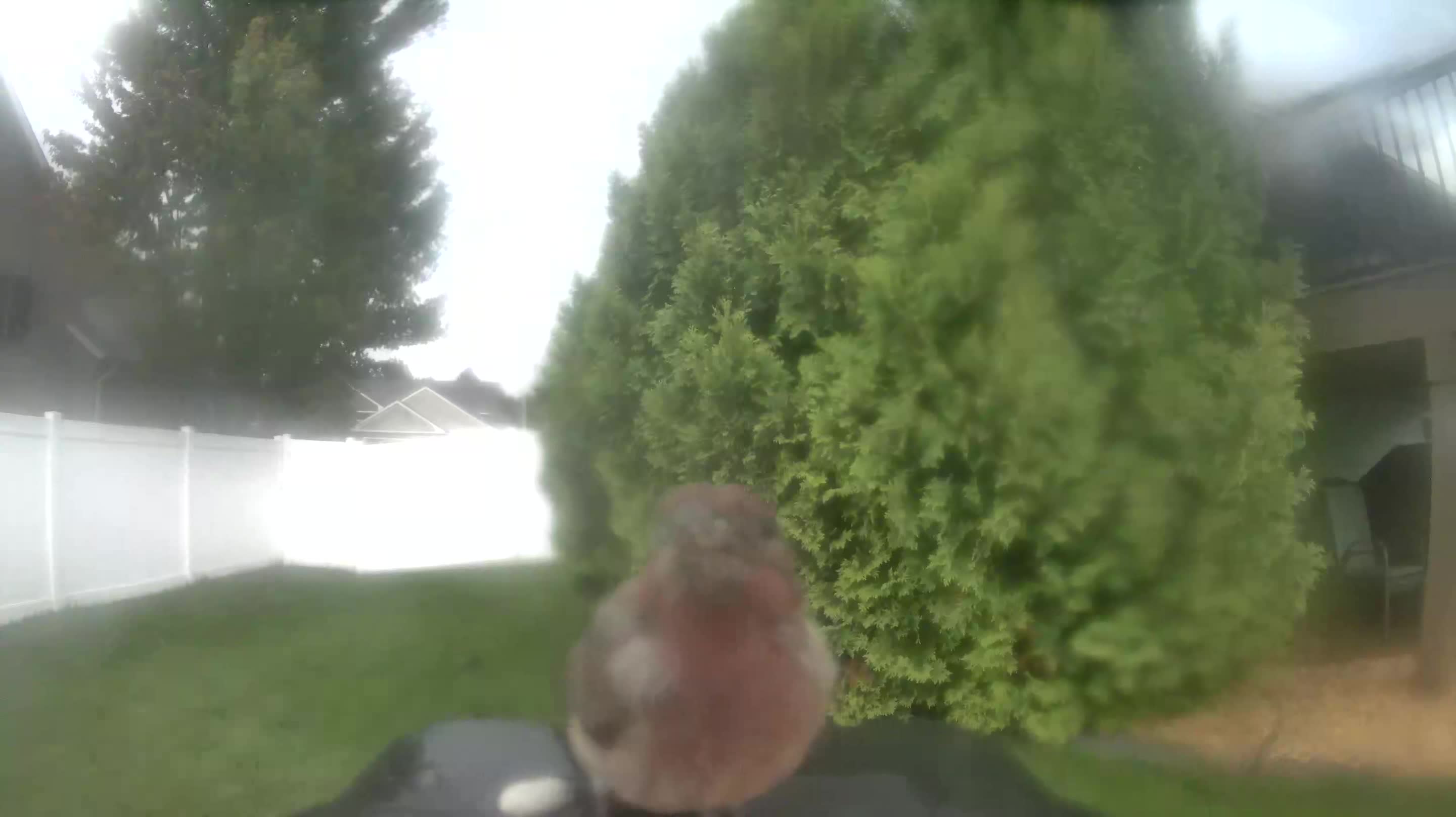 House Finch