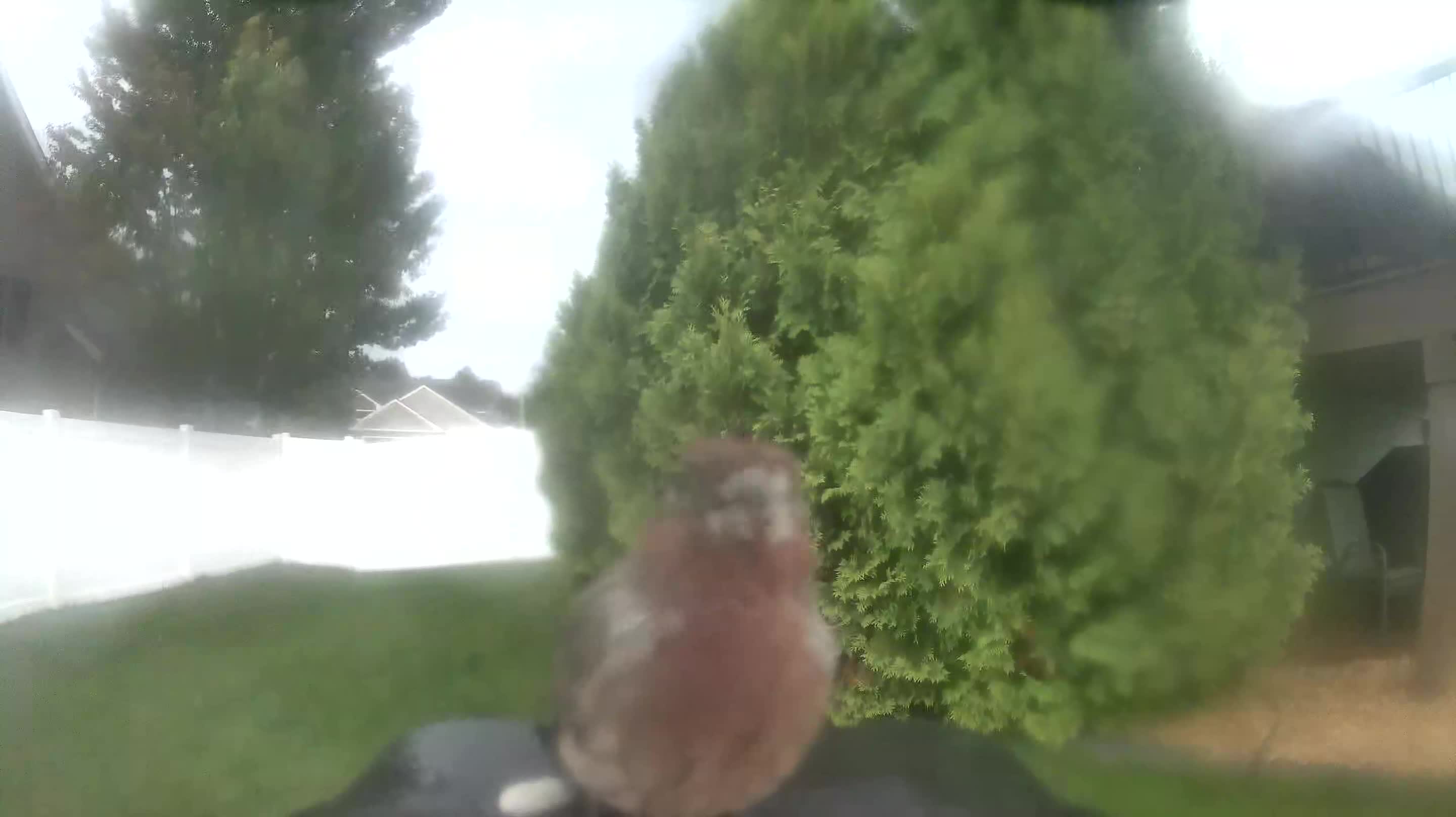 House Finch