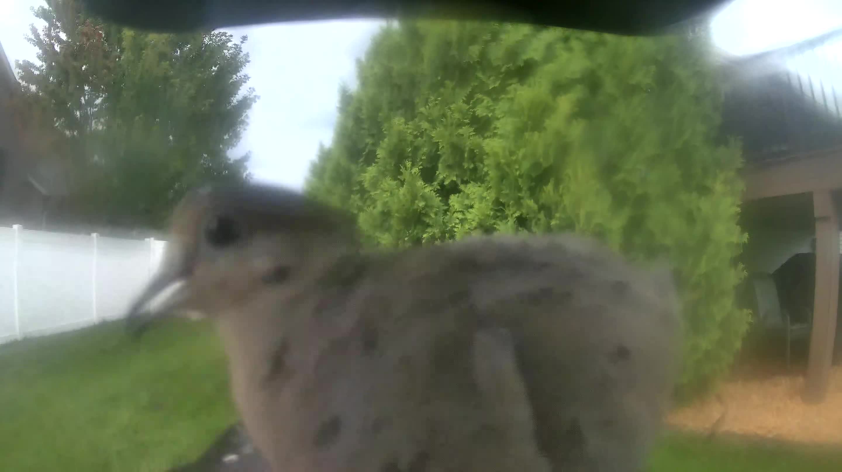 Mourning Dove