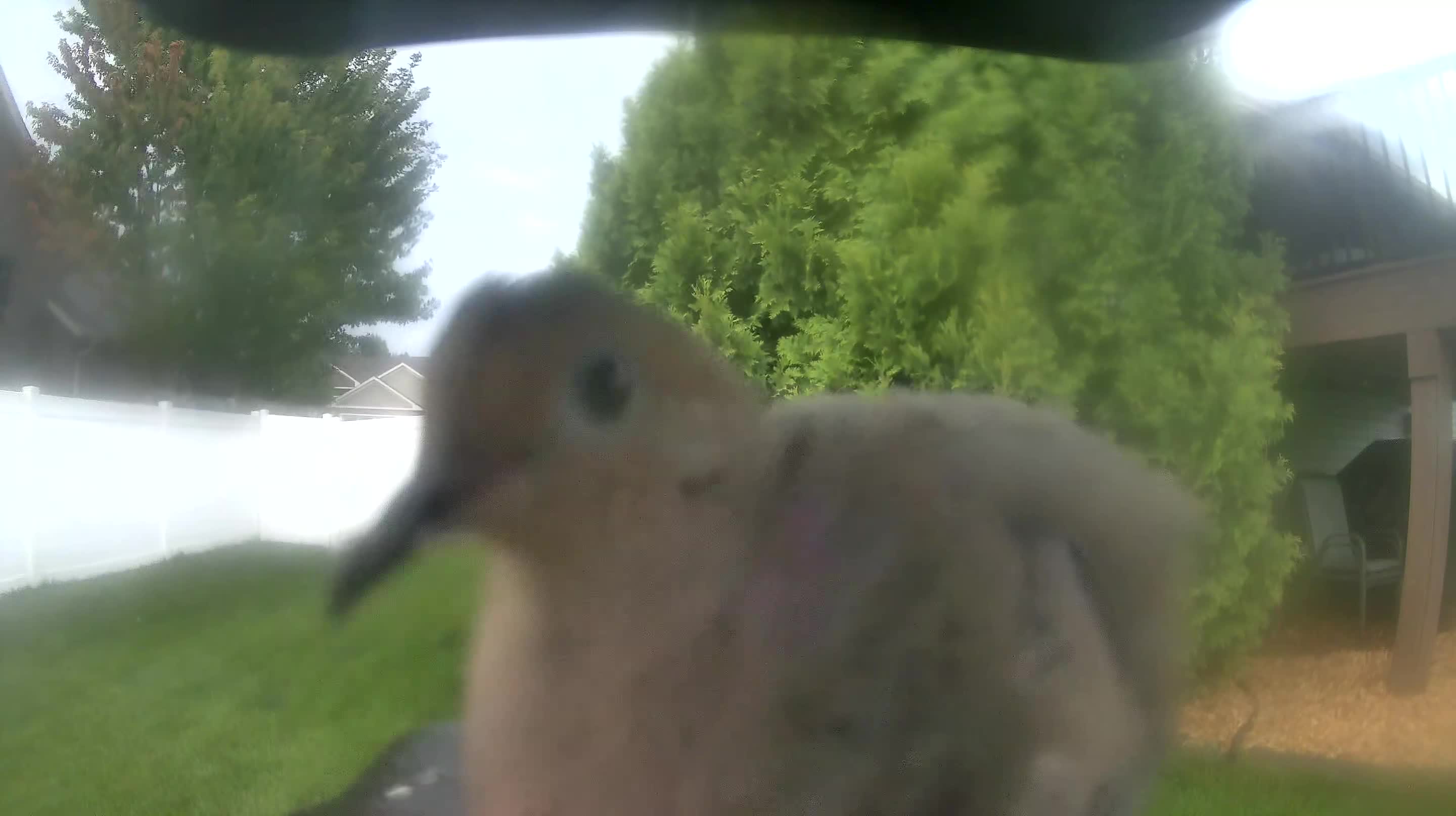 Mourning Dove