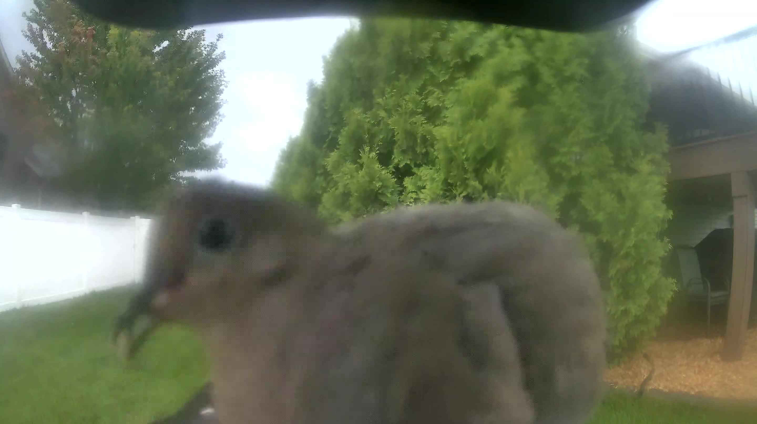 Mourning Dove