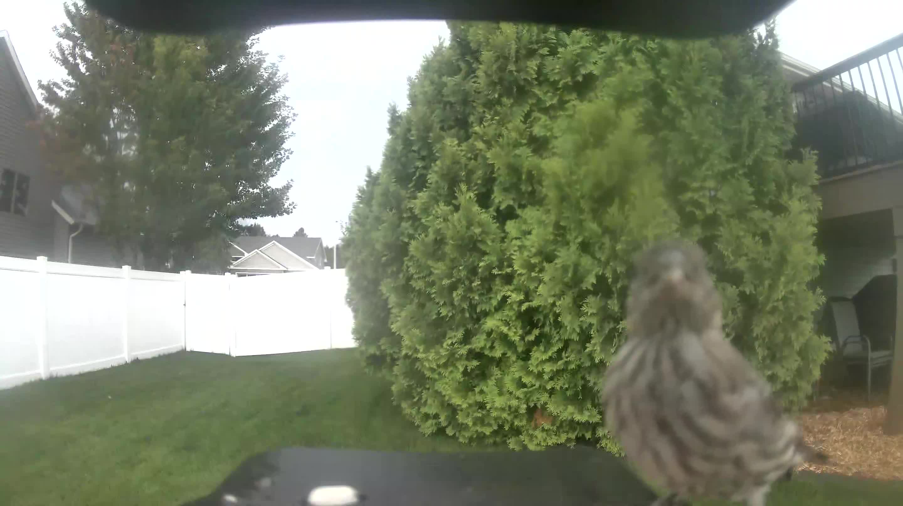 House Finch