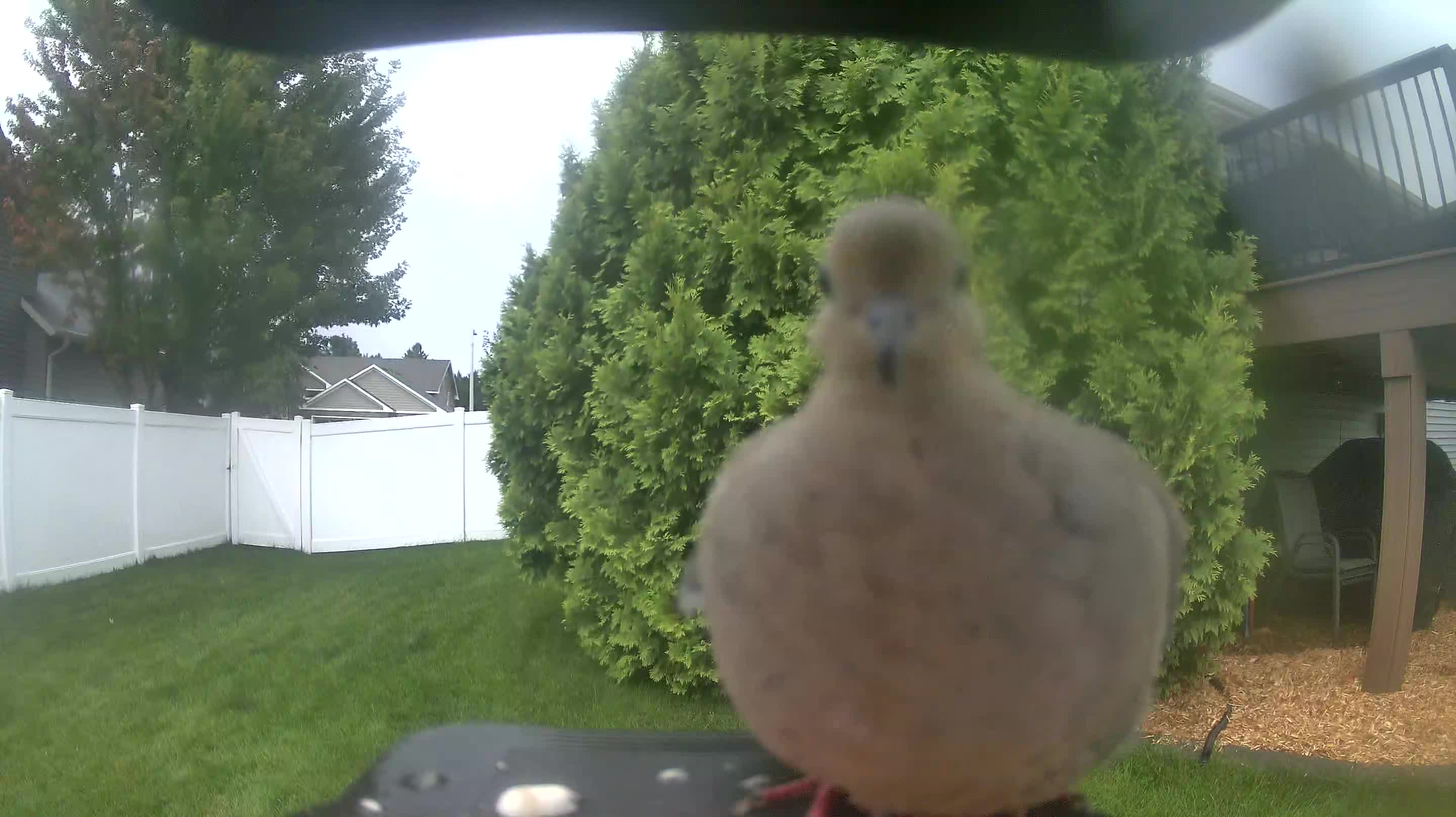 Mourning Dove