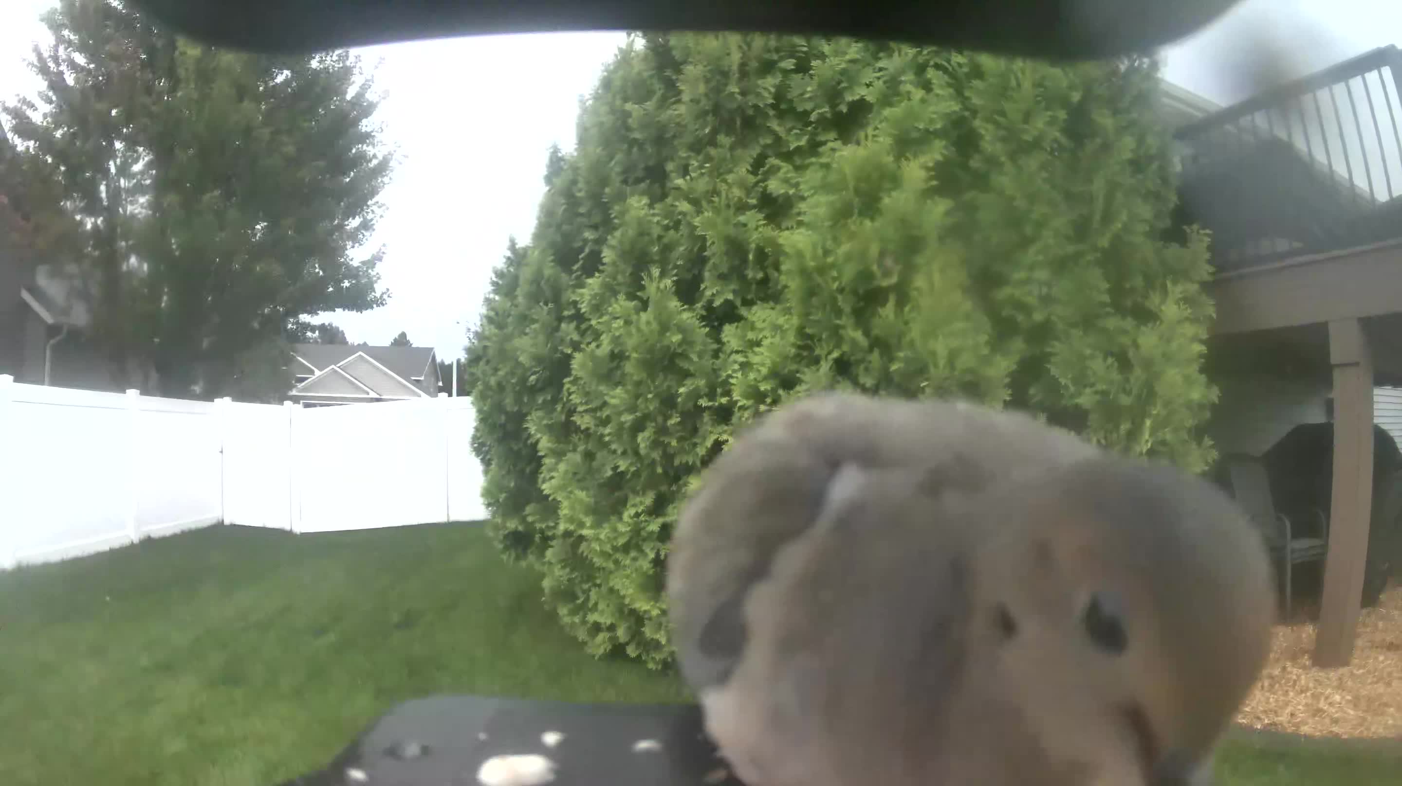 Mourning Dove