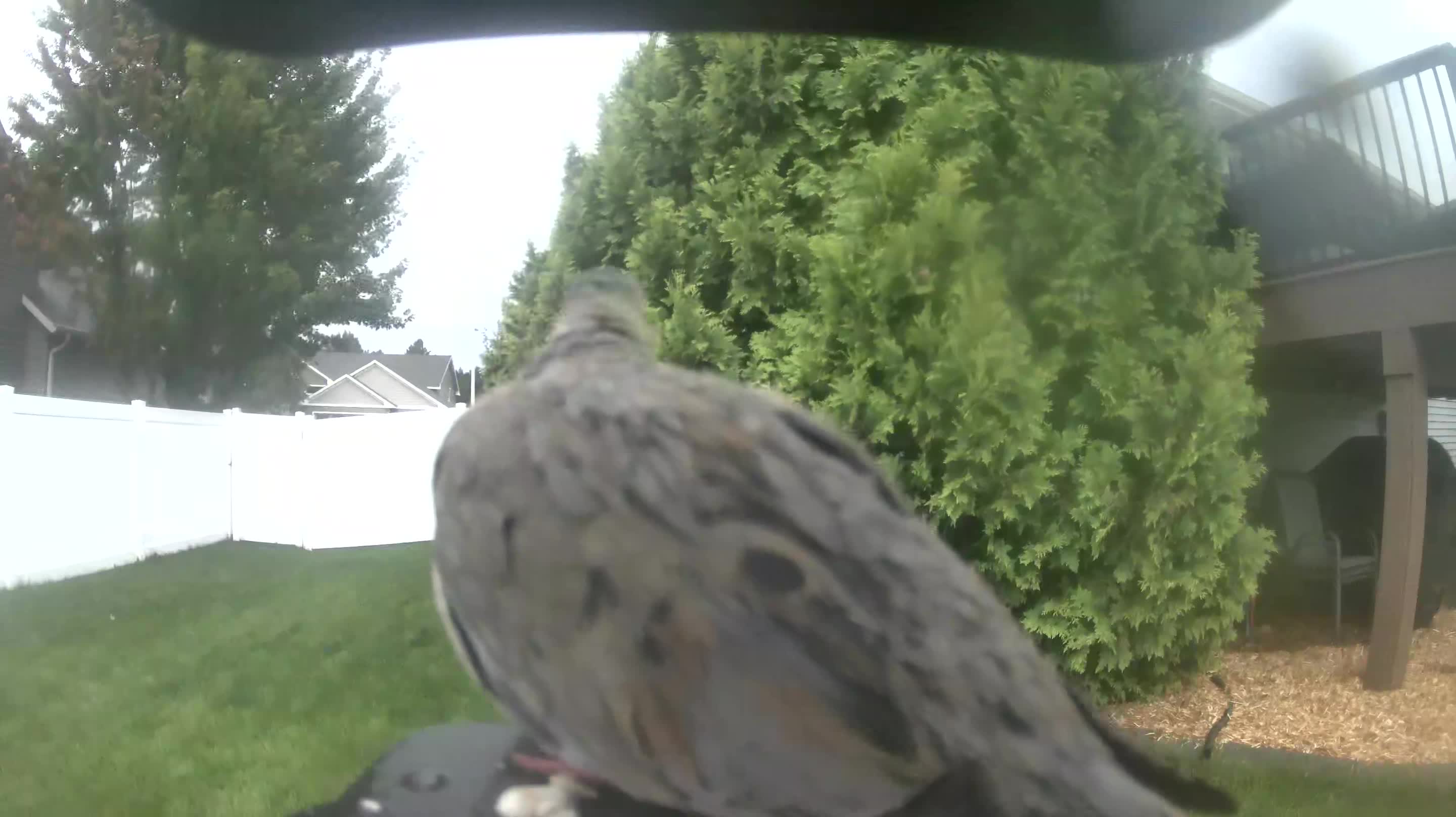 Mourning Dove