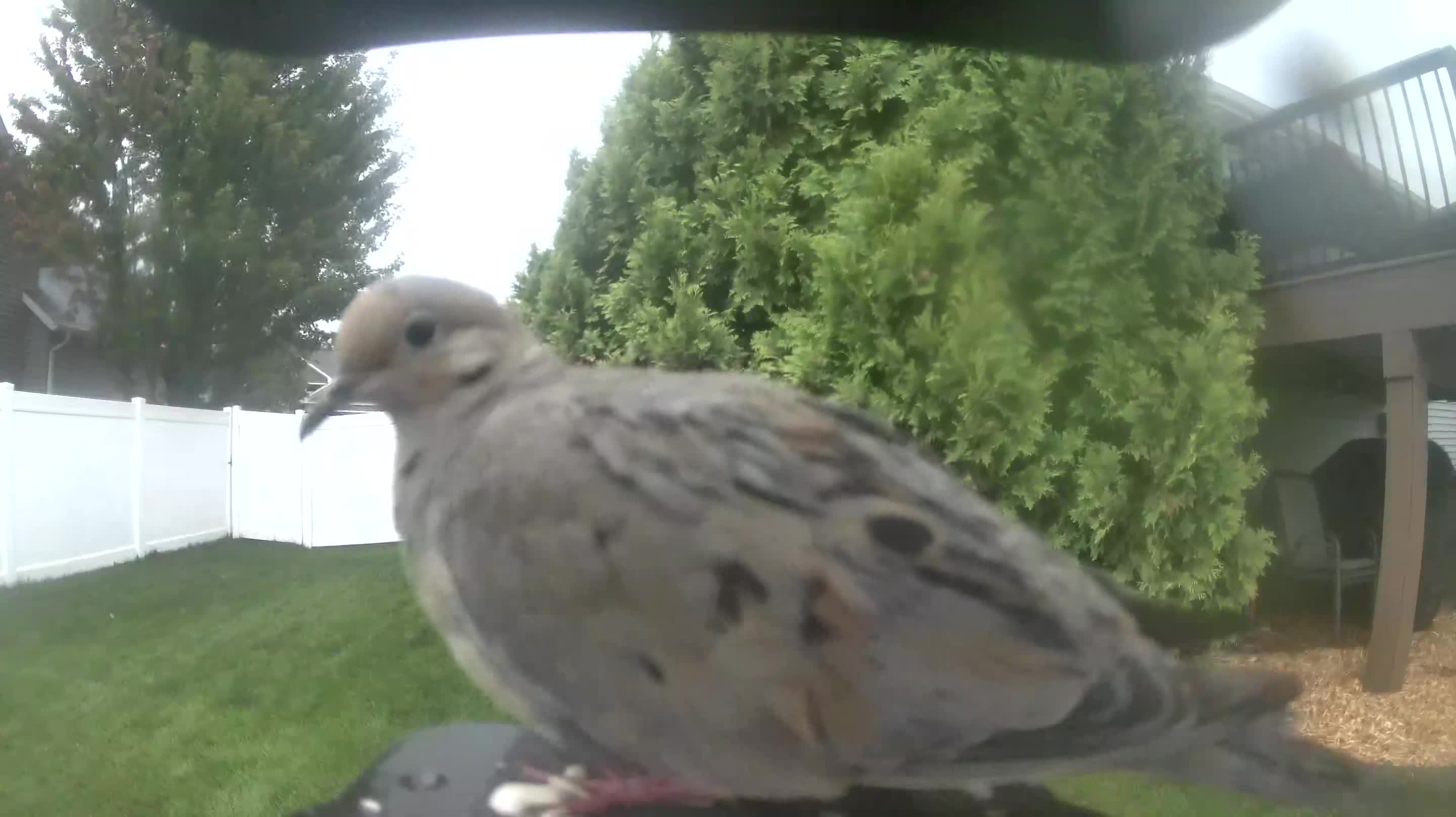 Mourning Dove