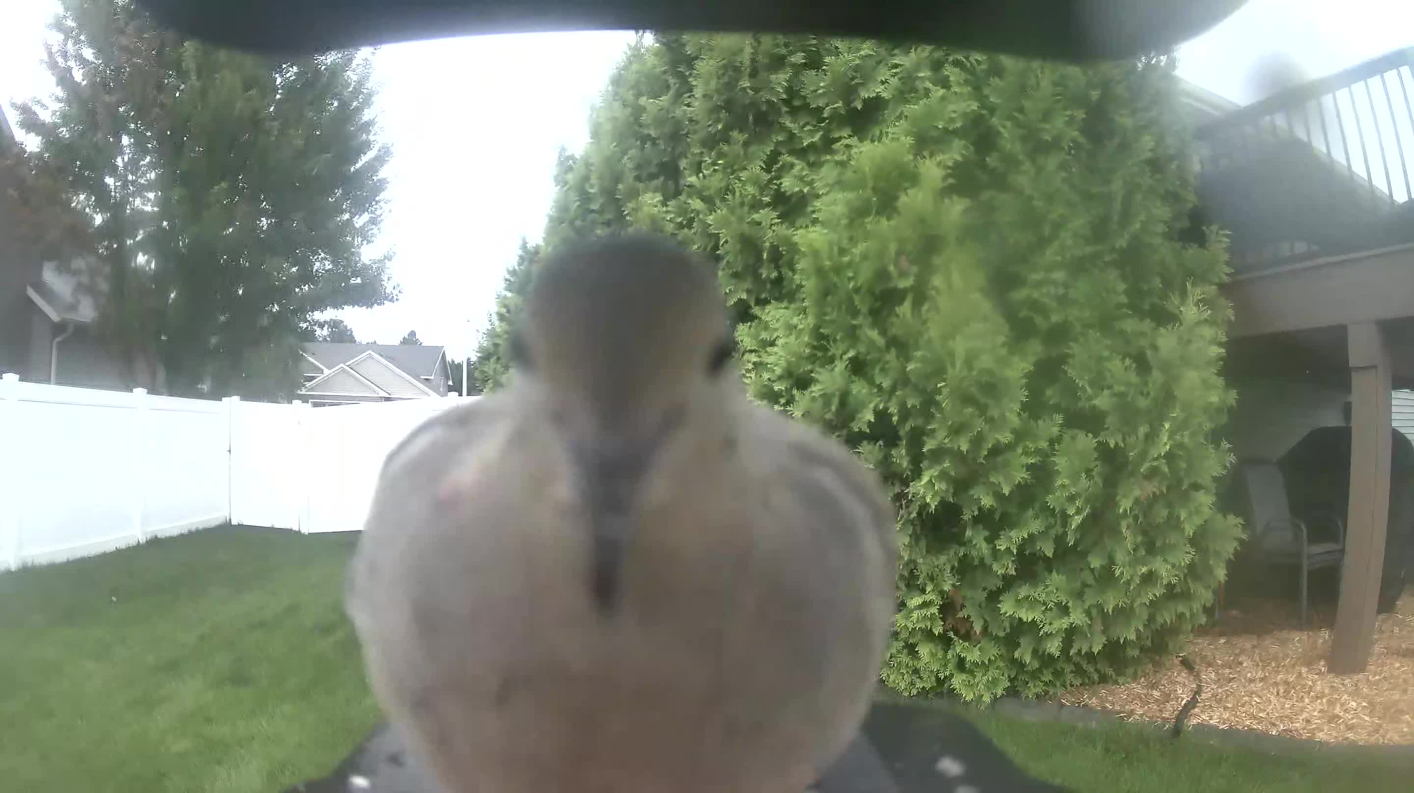 Mourning Dove