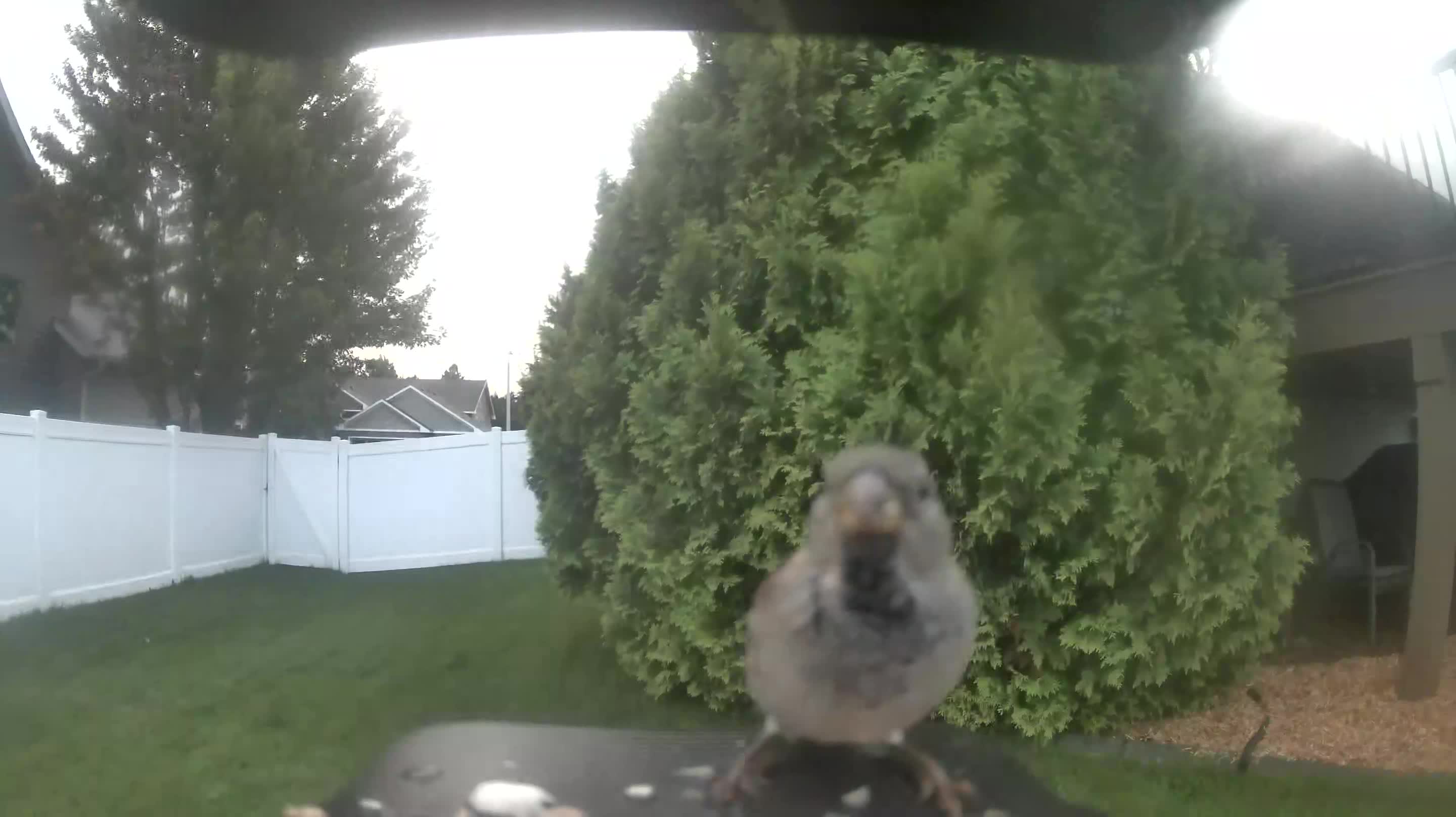 House Sparrow