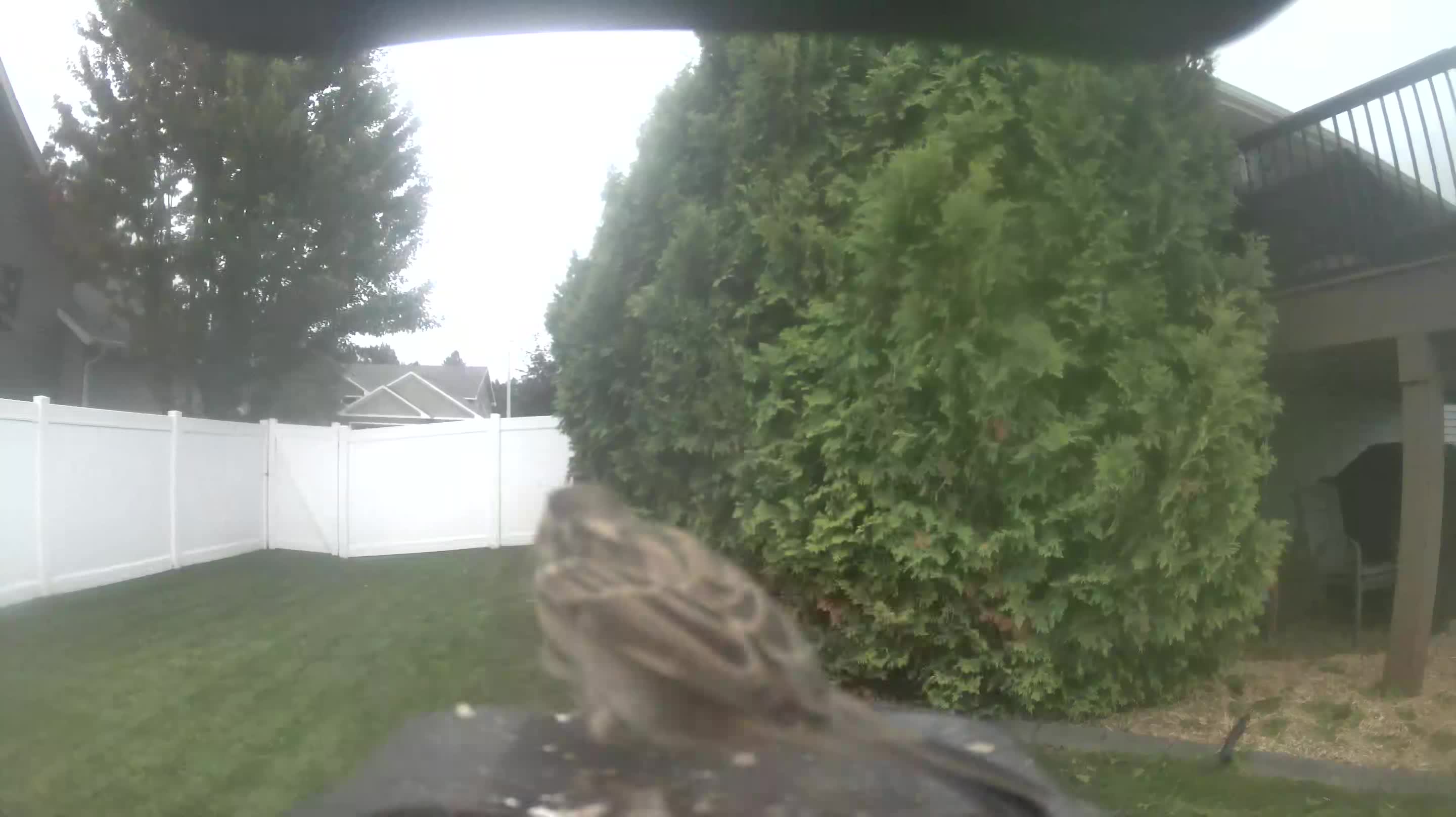 House Sparrow