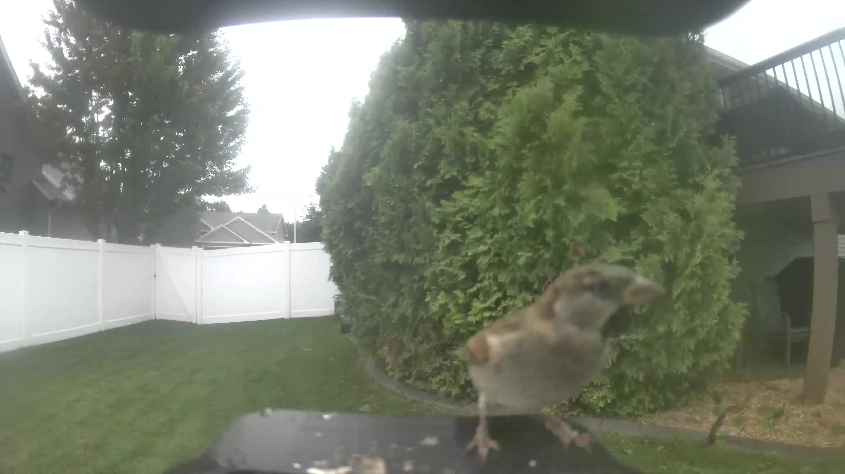 House Sparrow