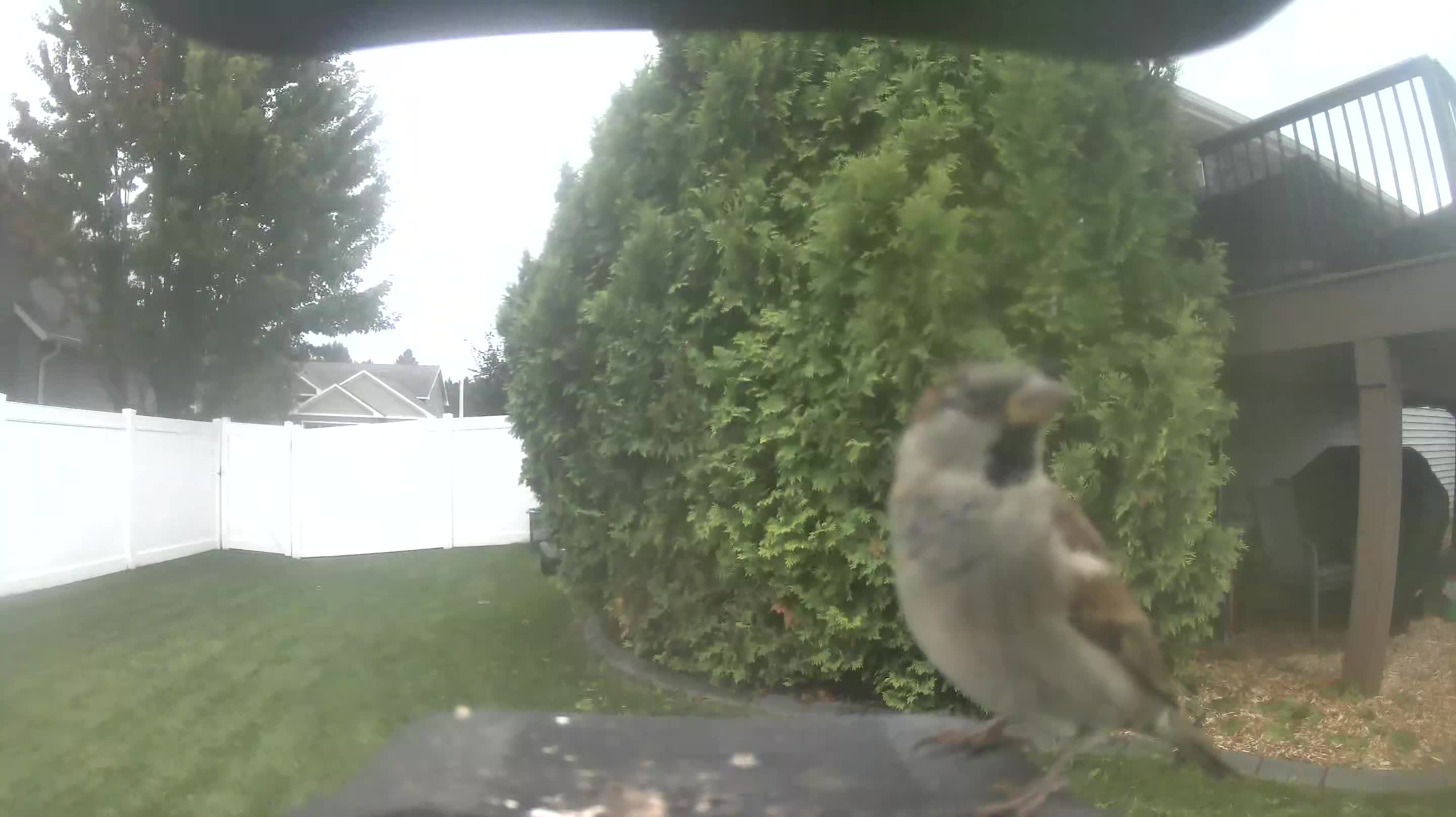 House Sparrow