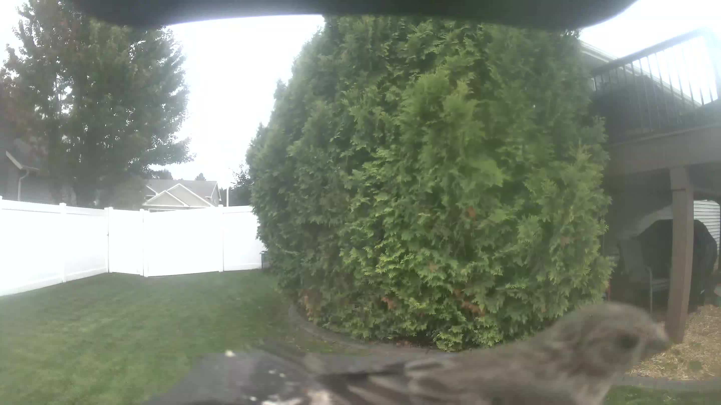 House Finch