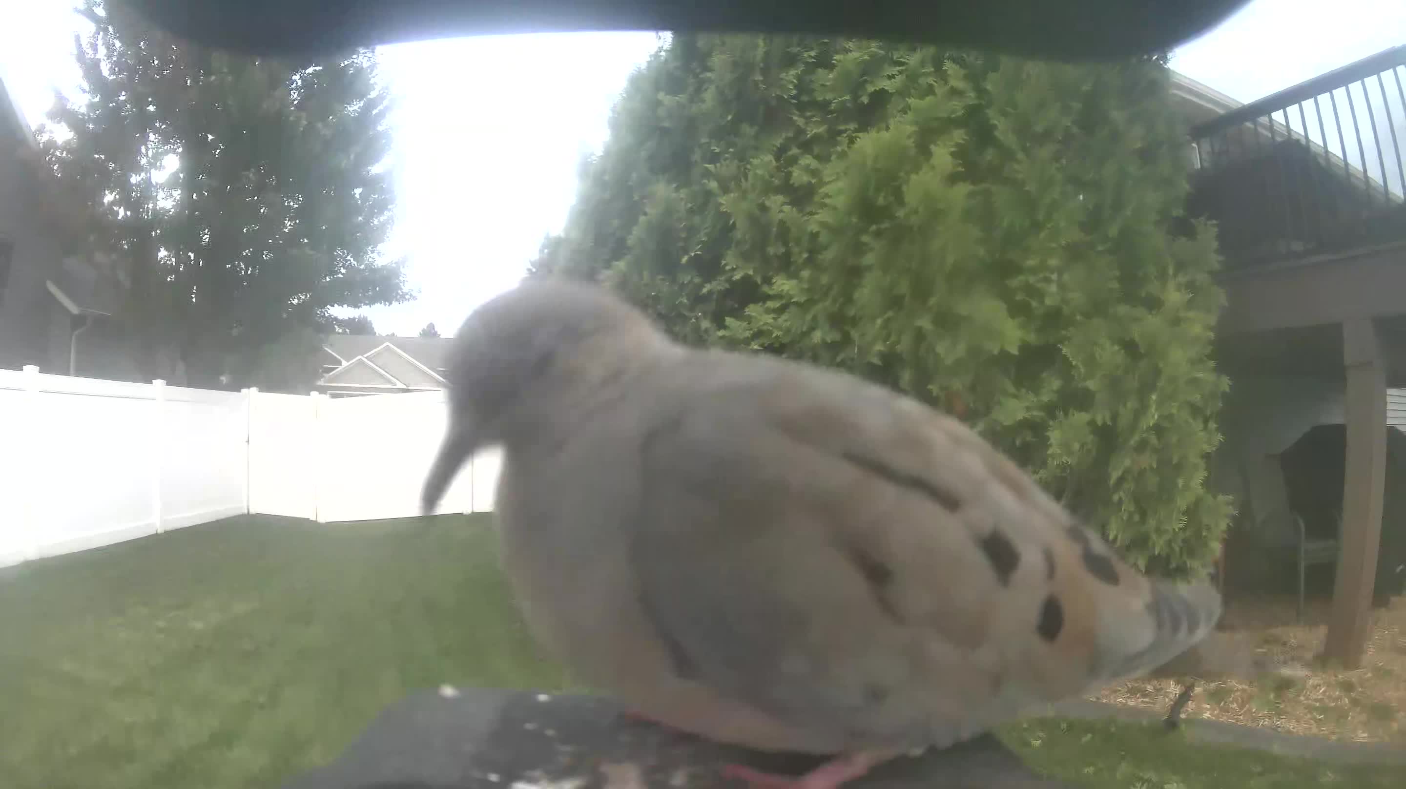 Mourning Dove
