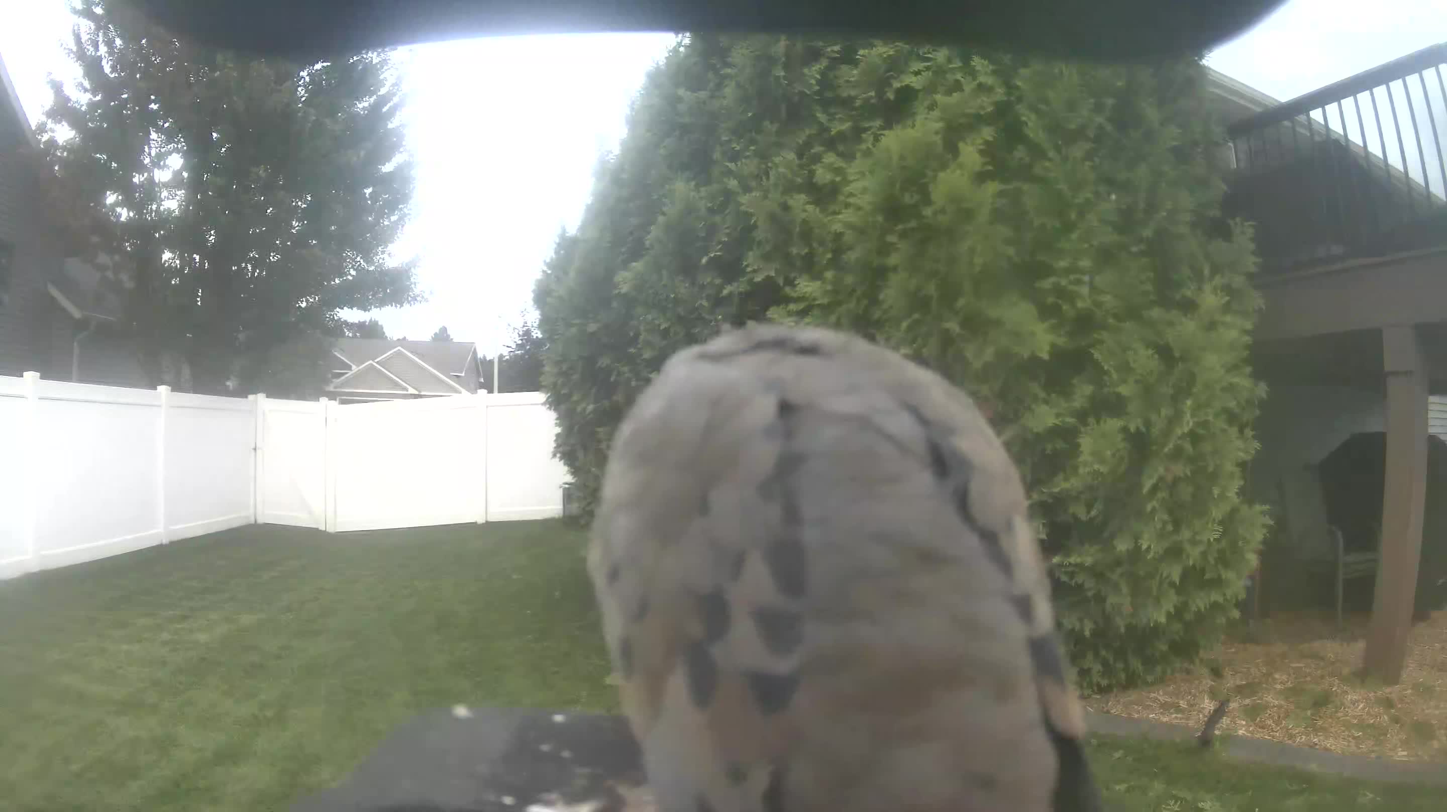 Mourning Dove
