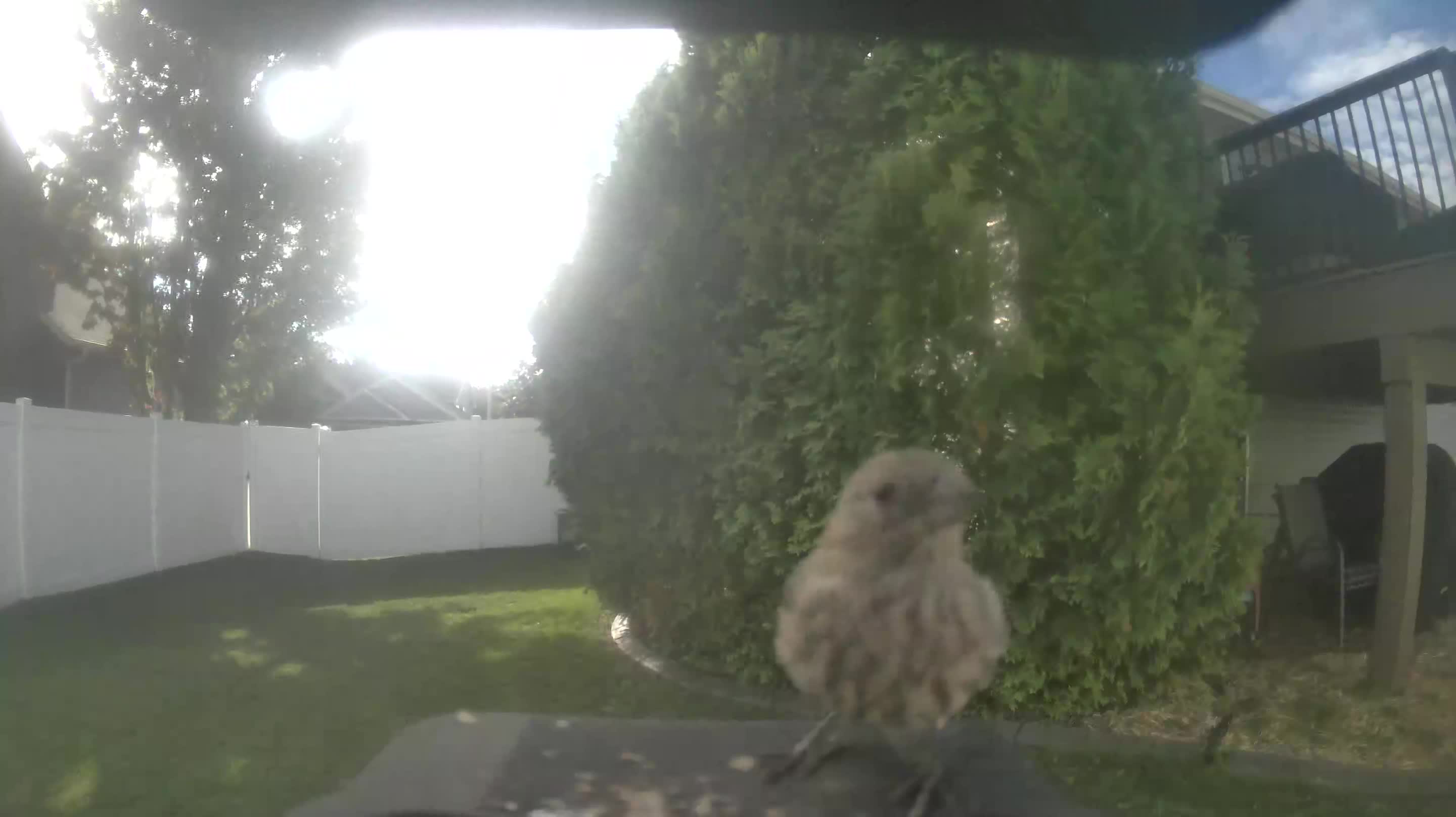 House Finch