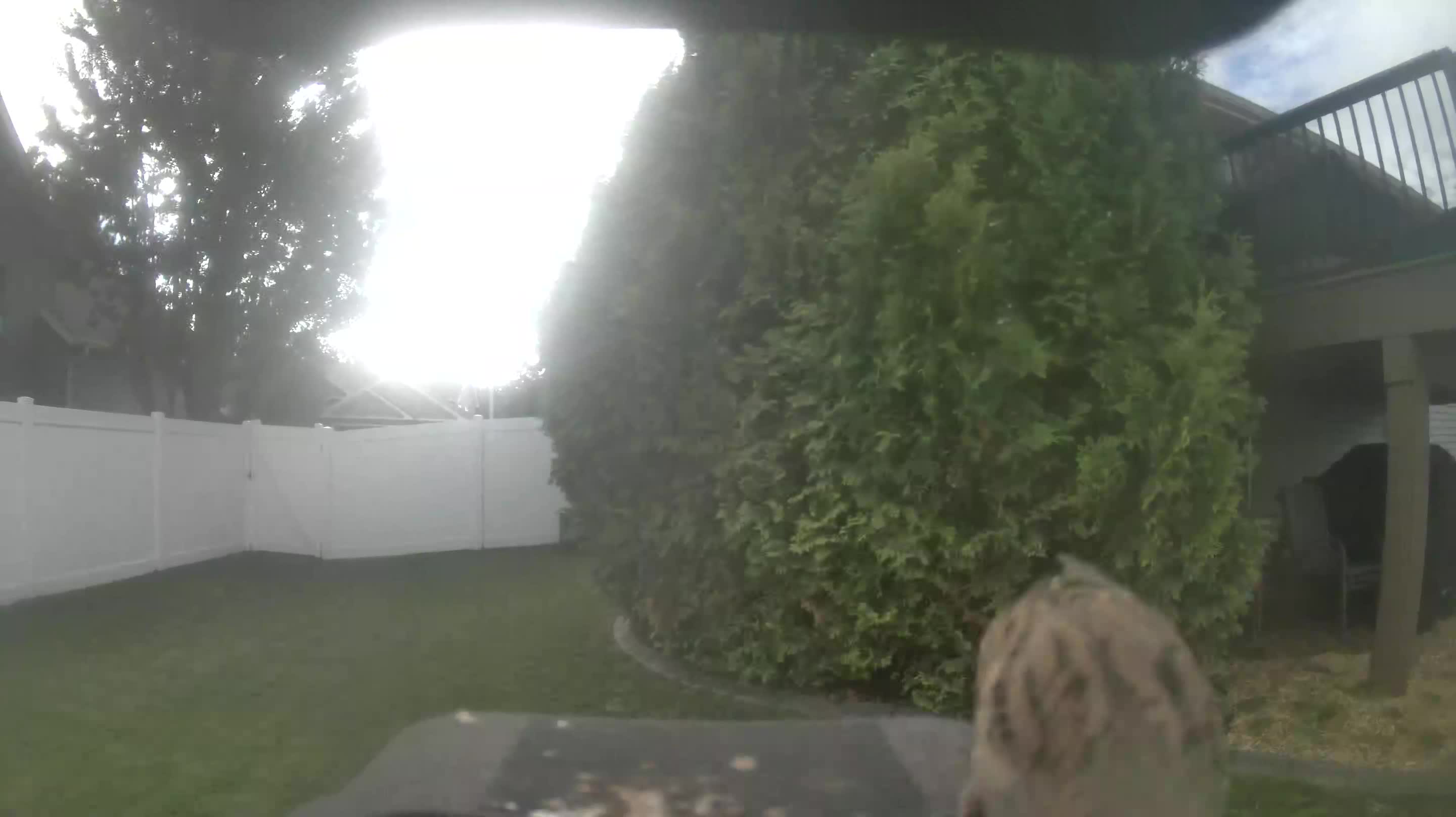 House Sparrow