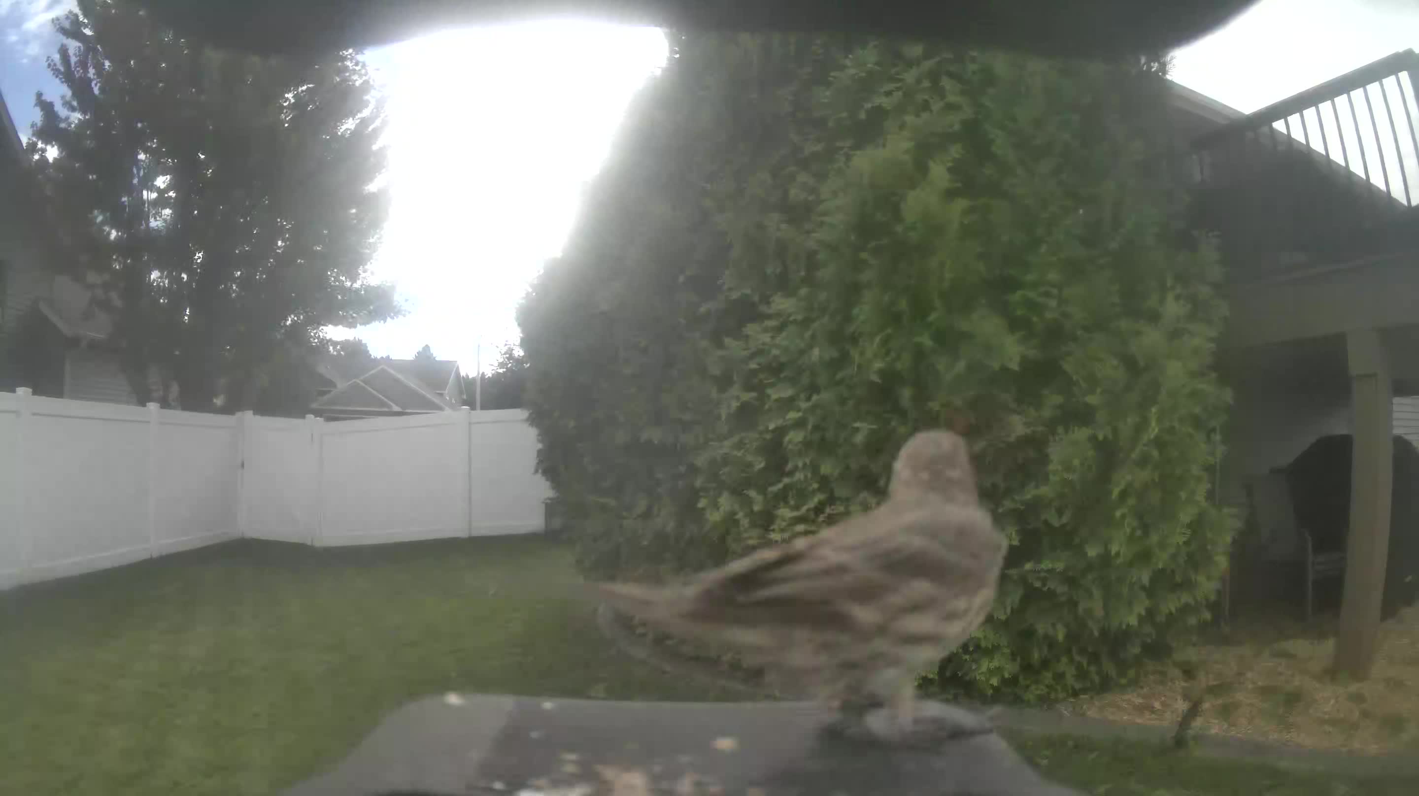 House Finch