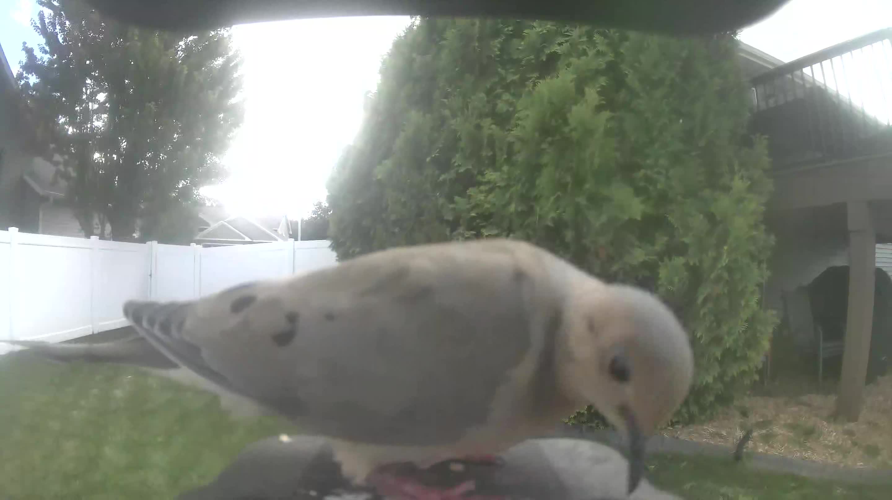 Mourning Dove