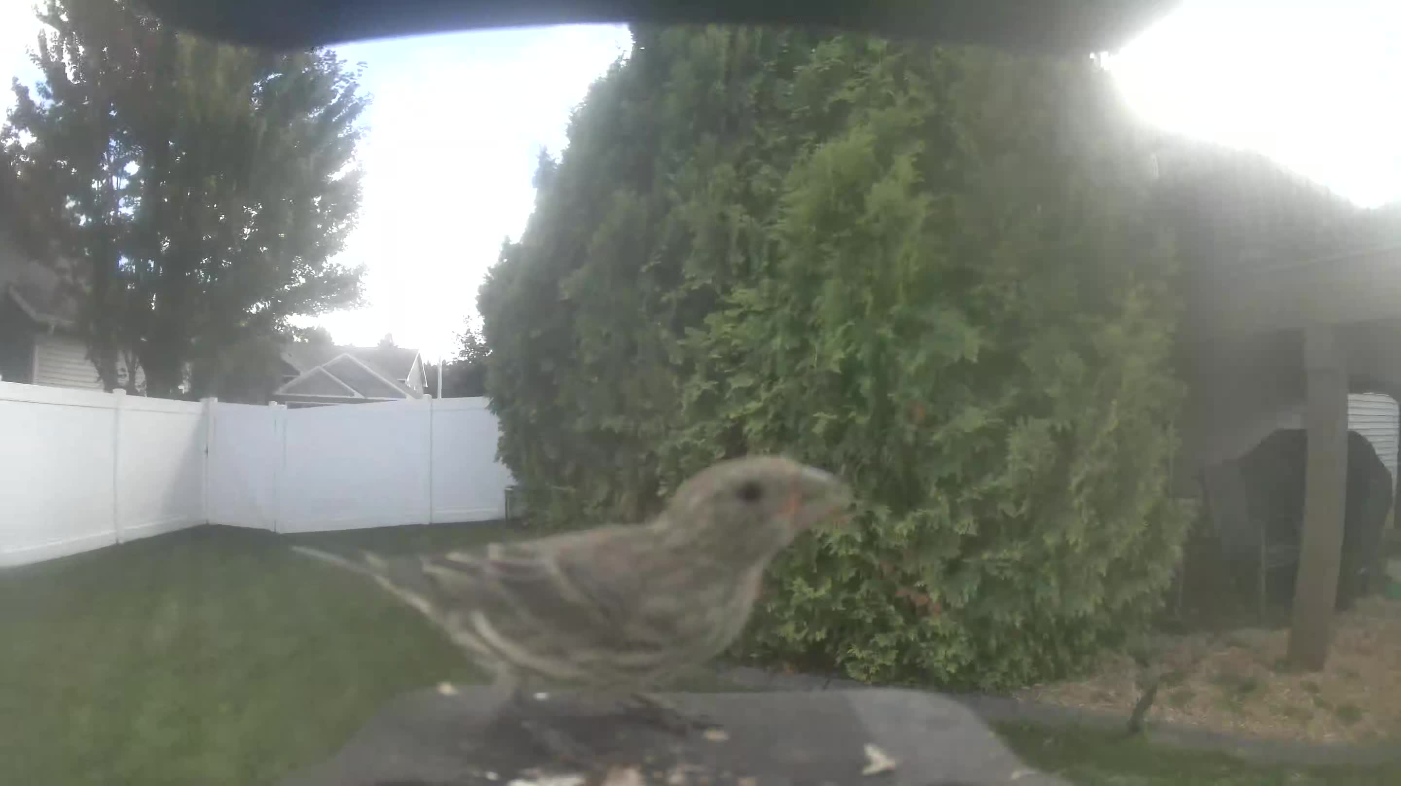 House Finch