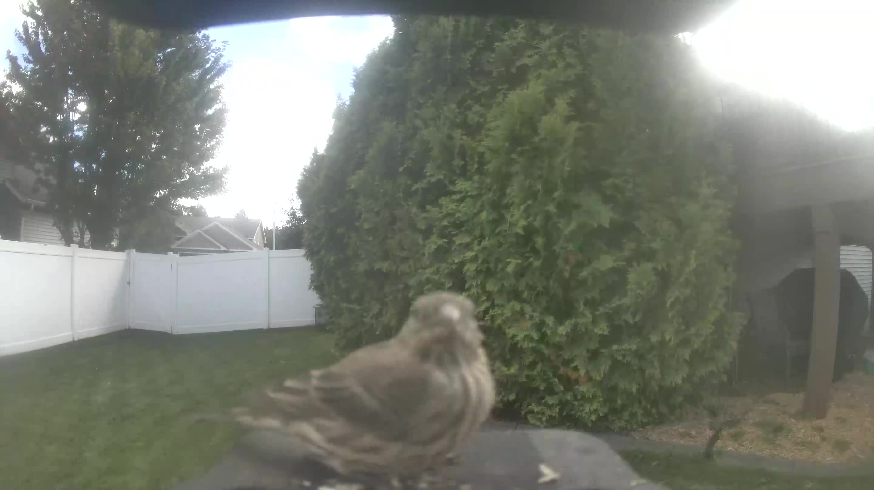 House Finch