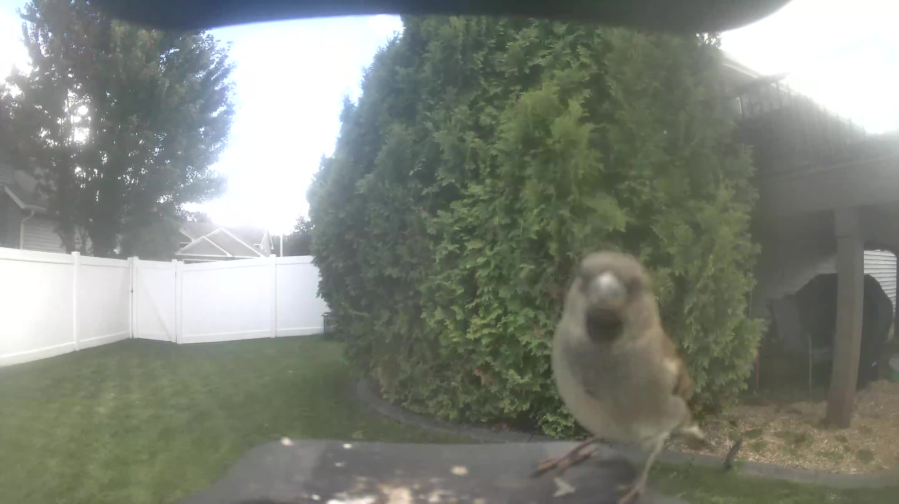 House Sparrow