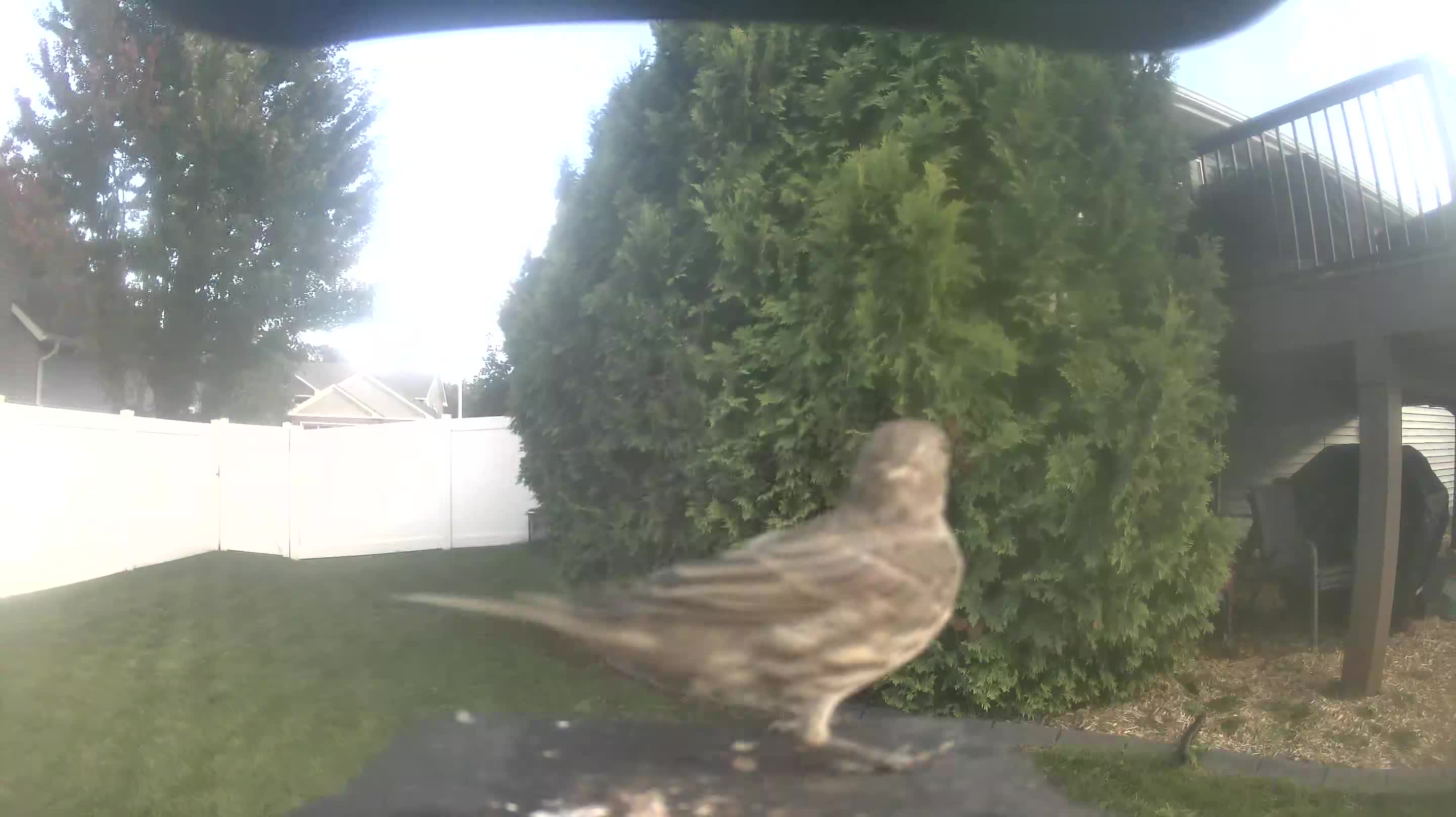 House Finch