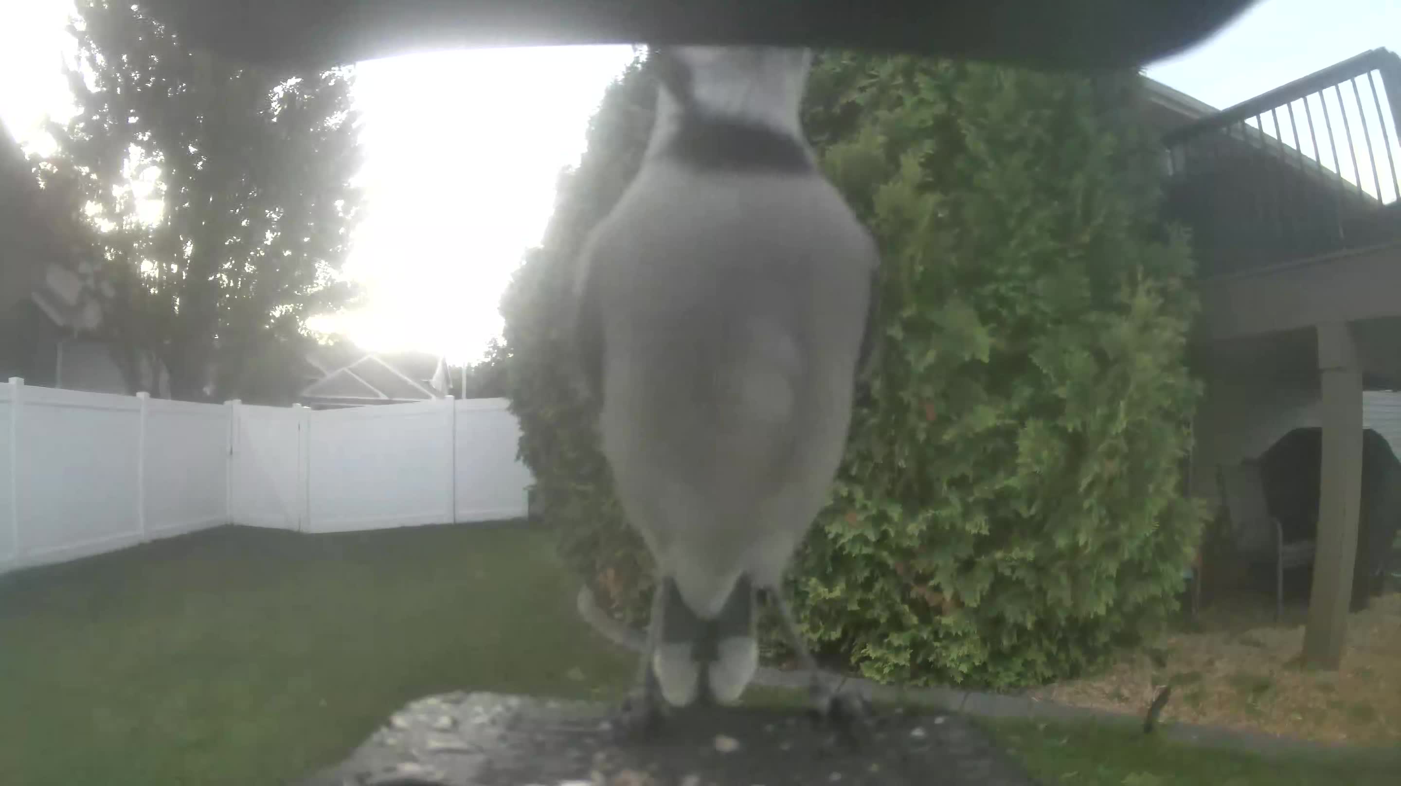 Blue Jay