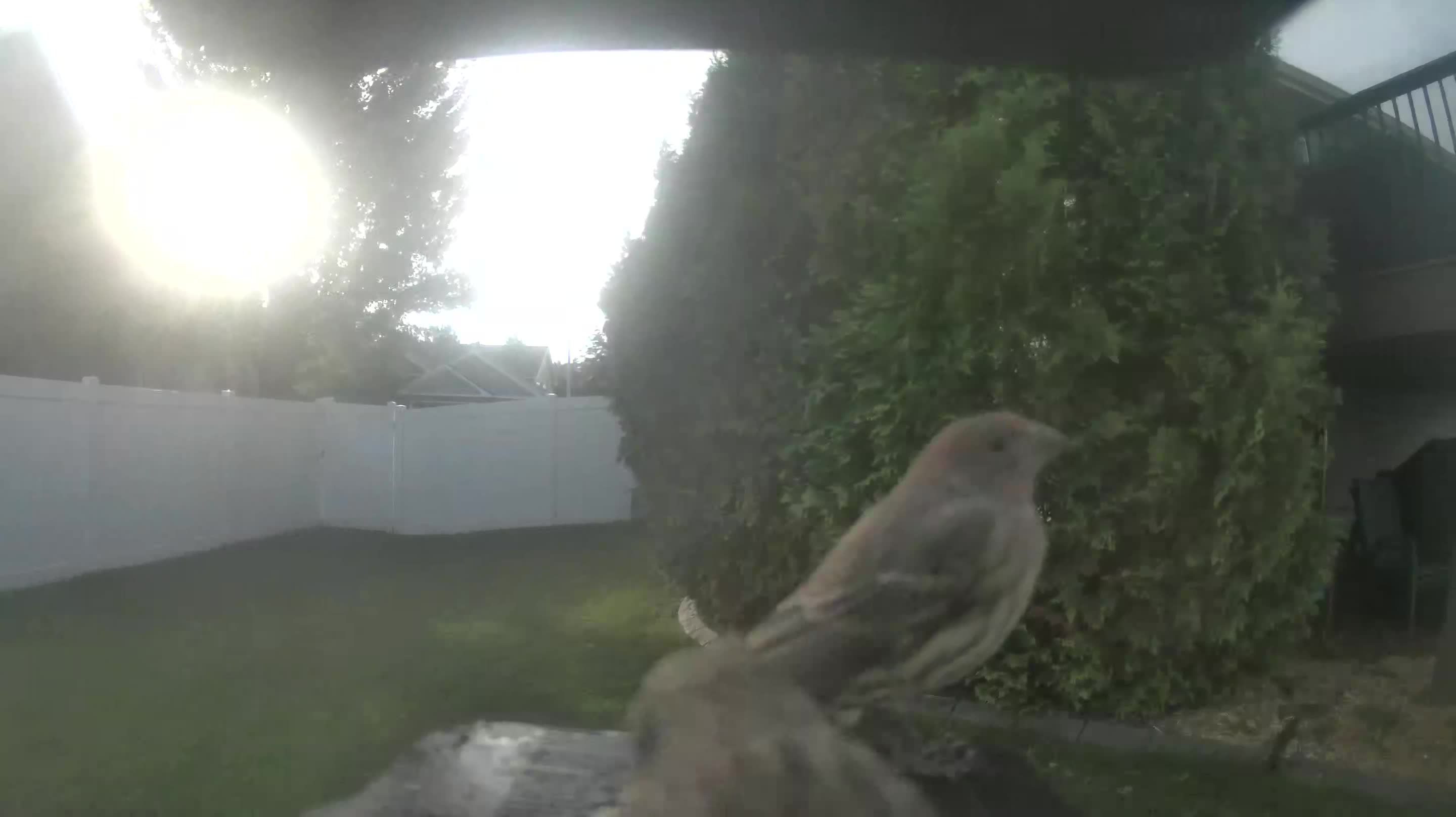 House Finch