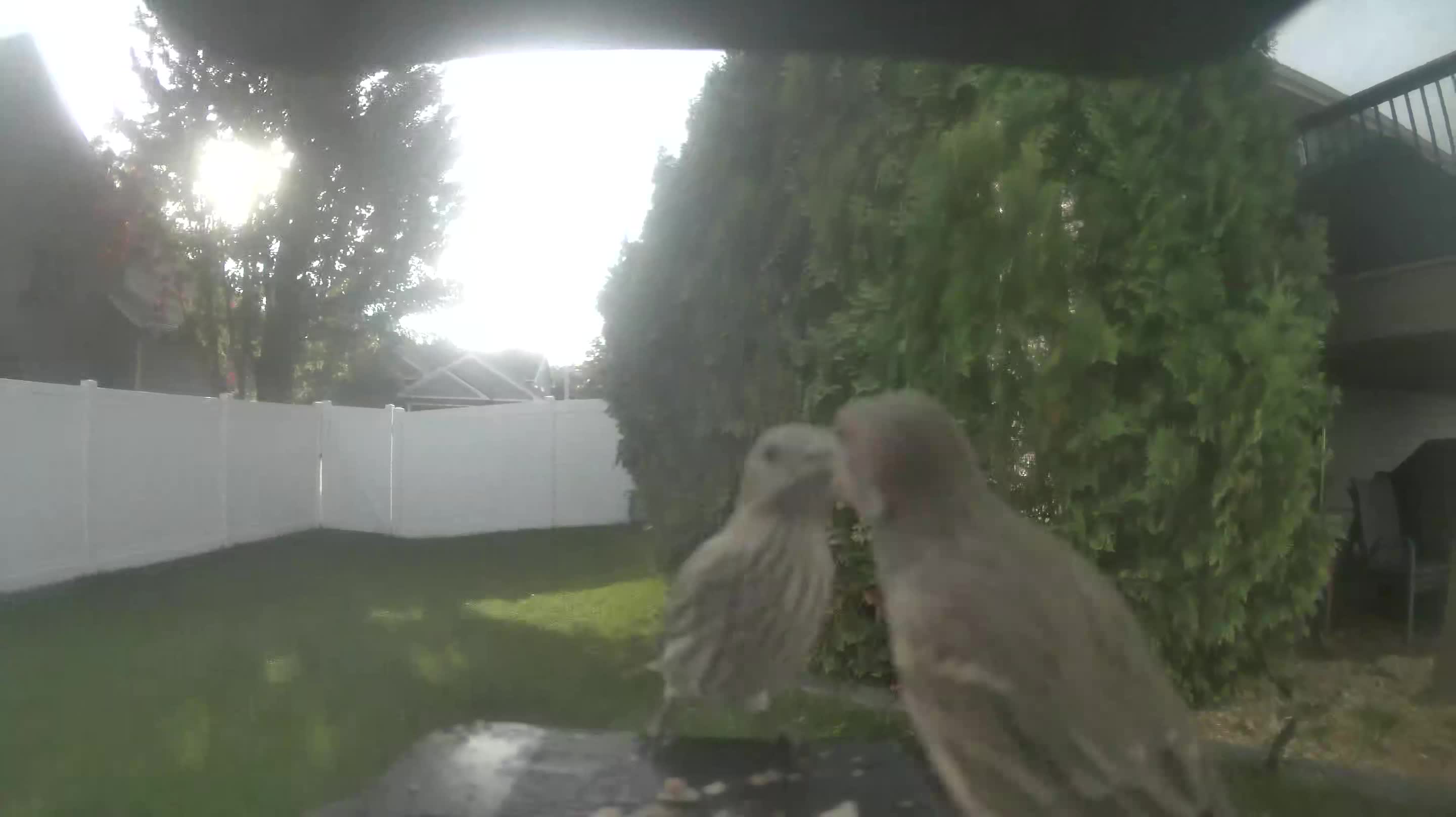 House Finch