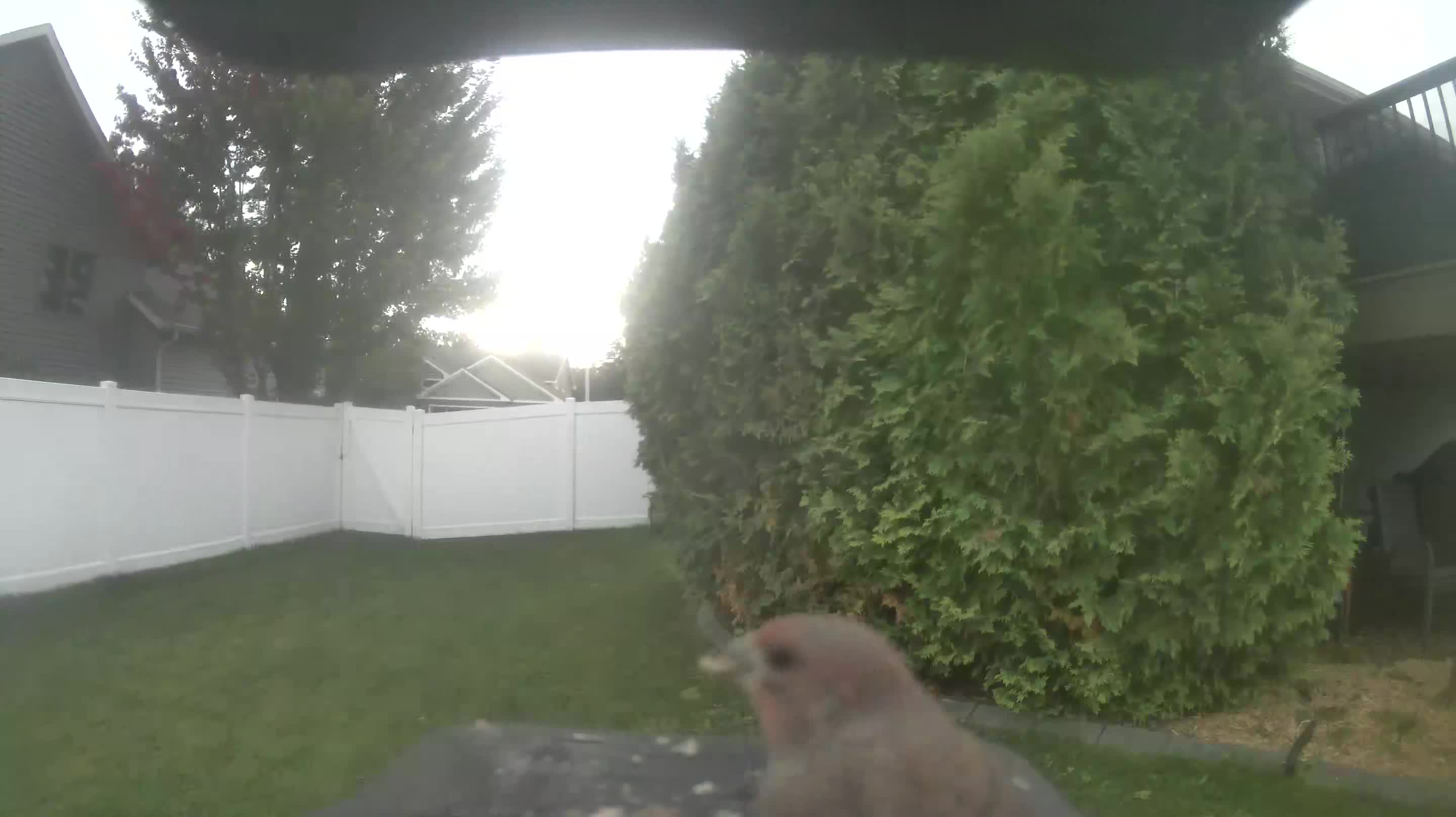House Finch