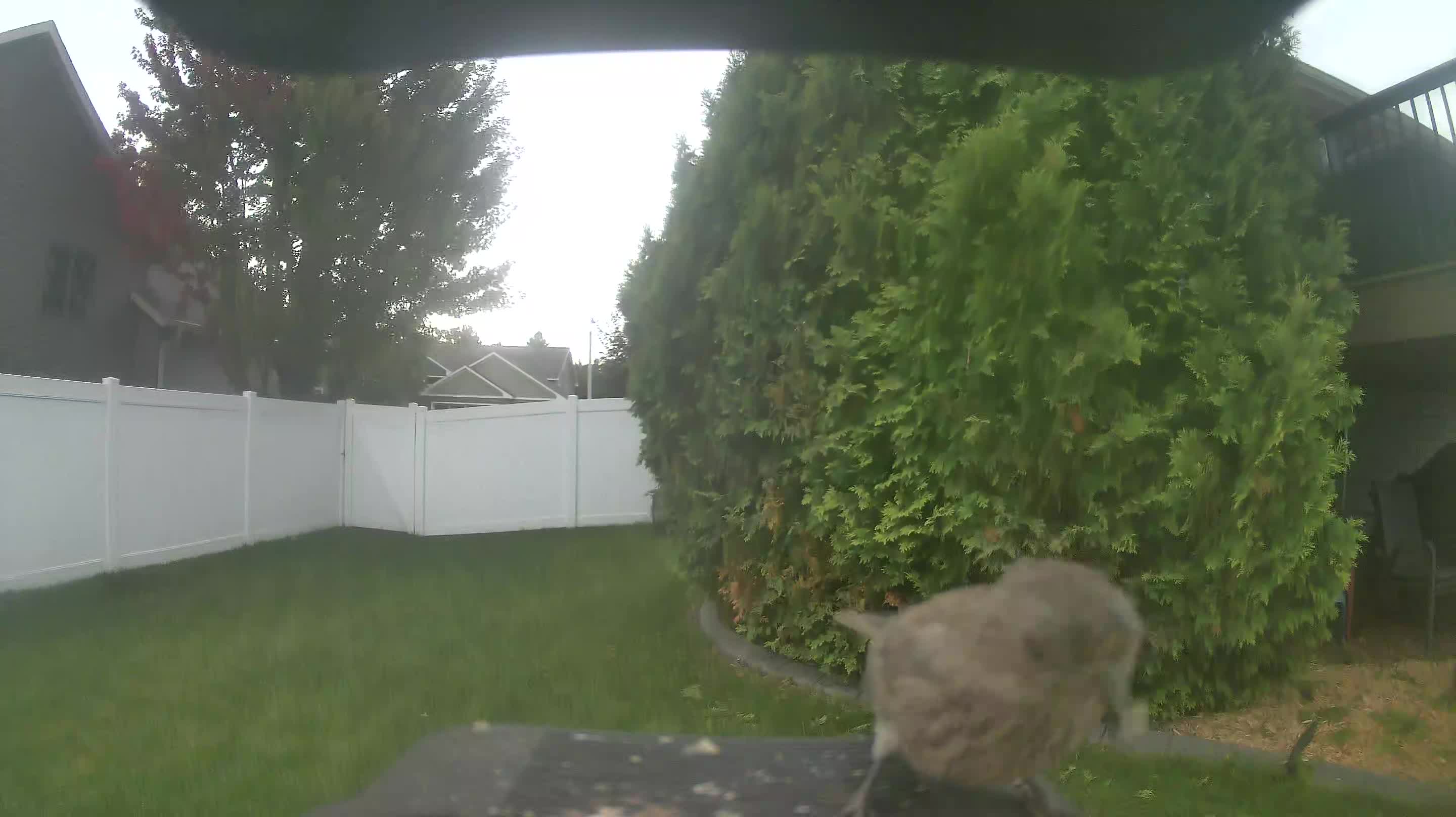 House Finch