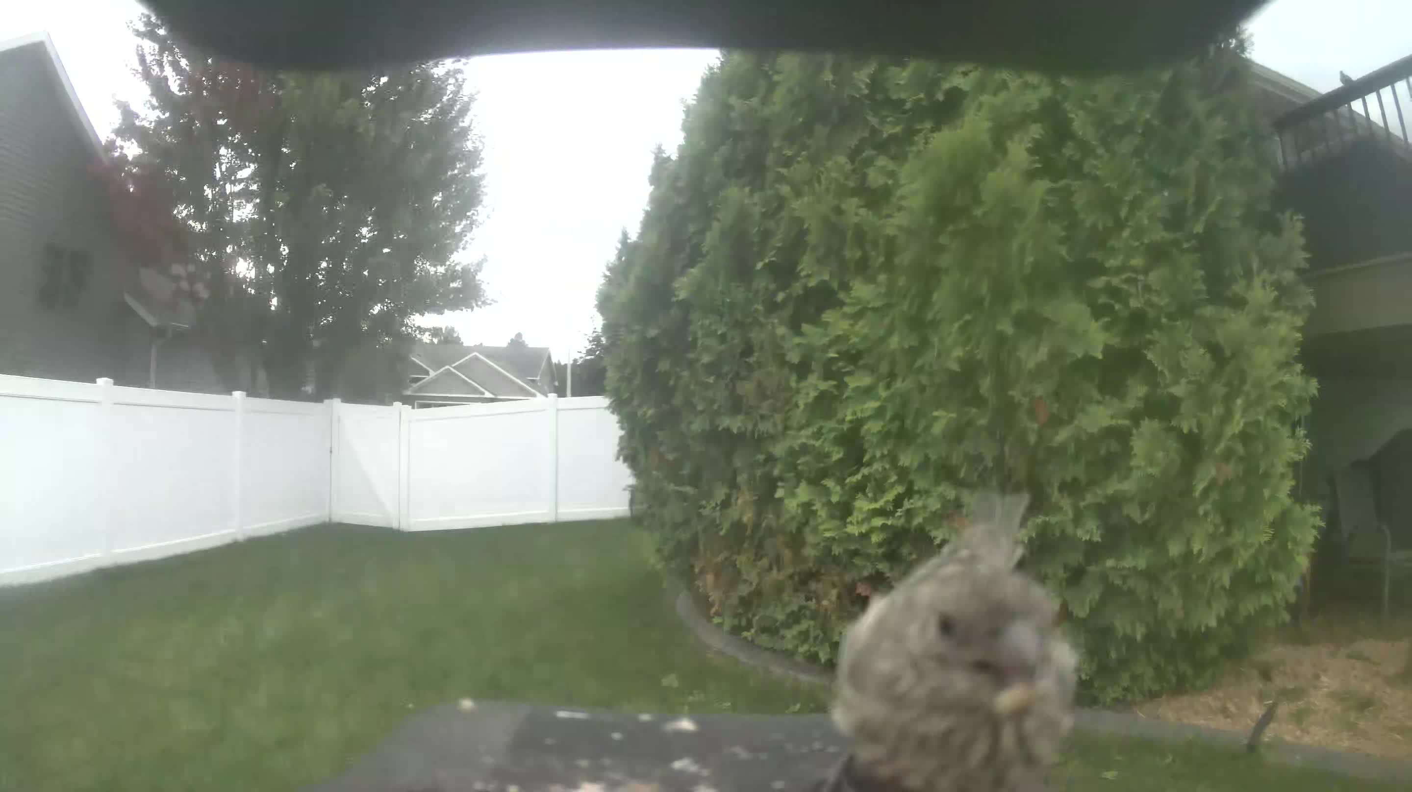 House Finch