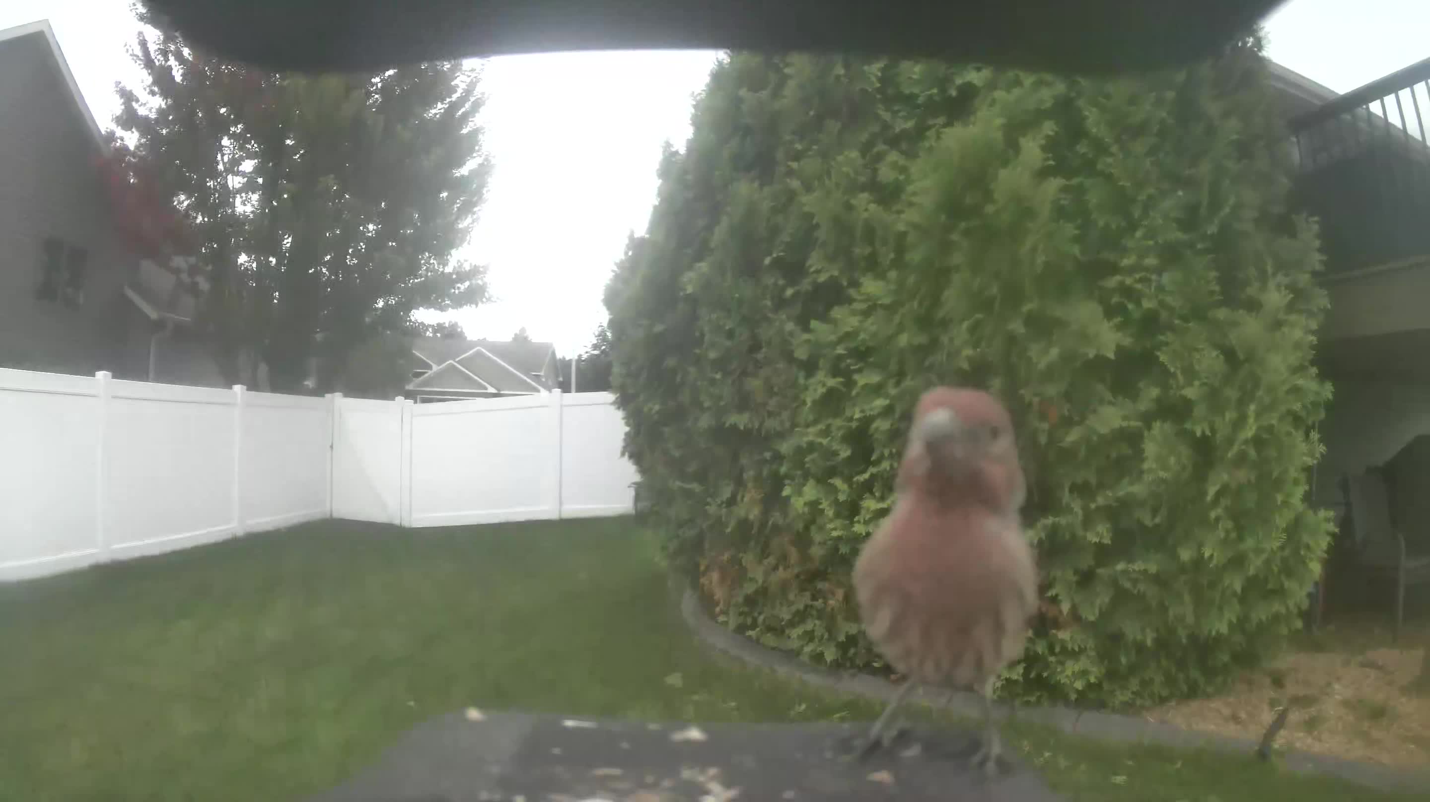 House Finch