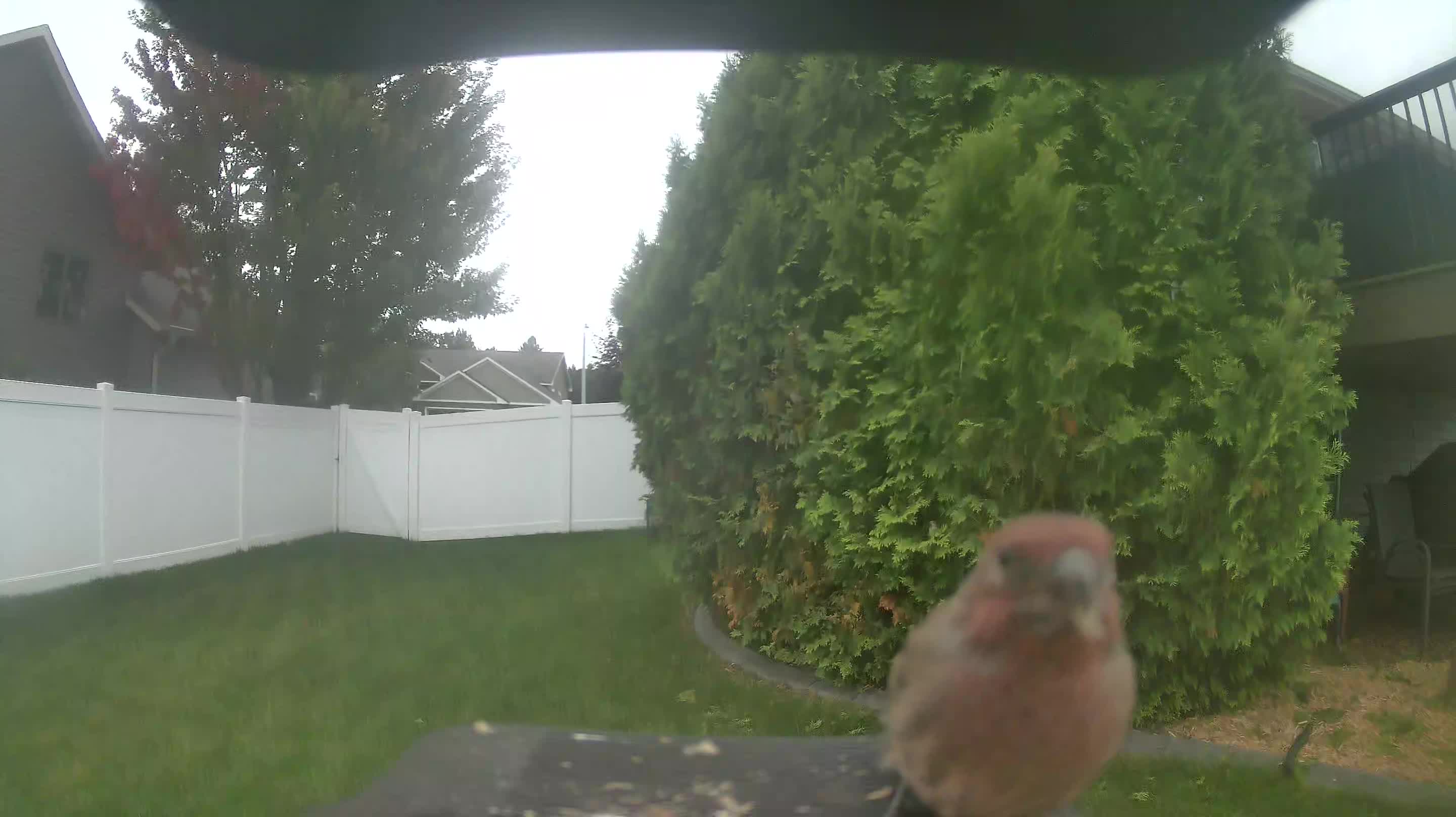 House Finch