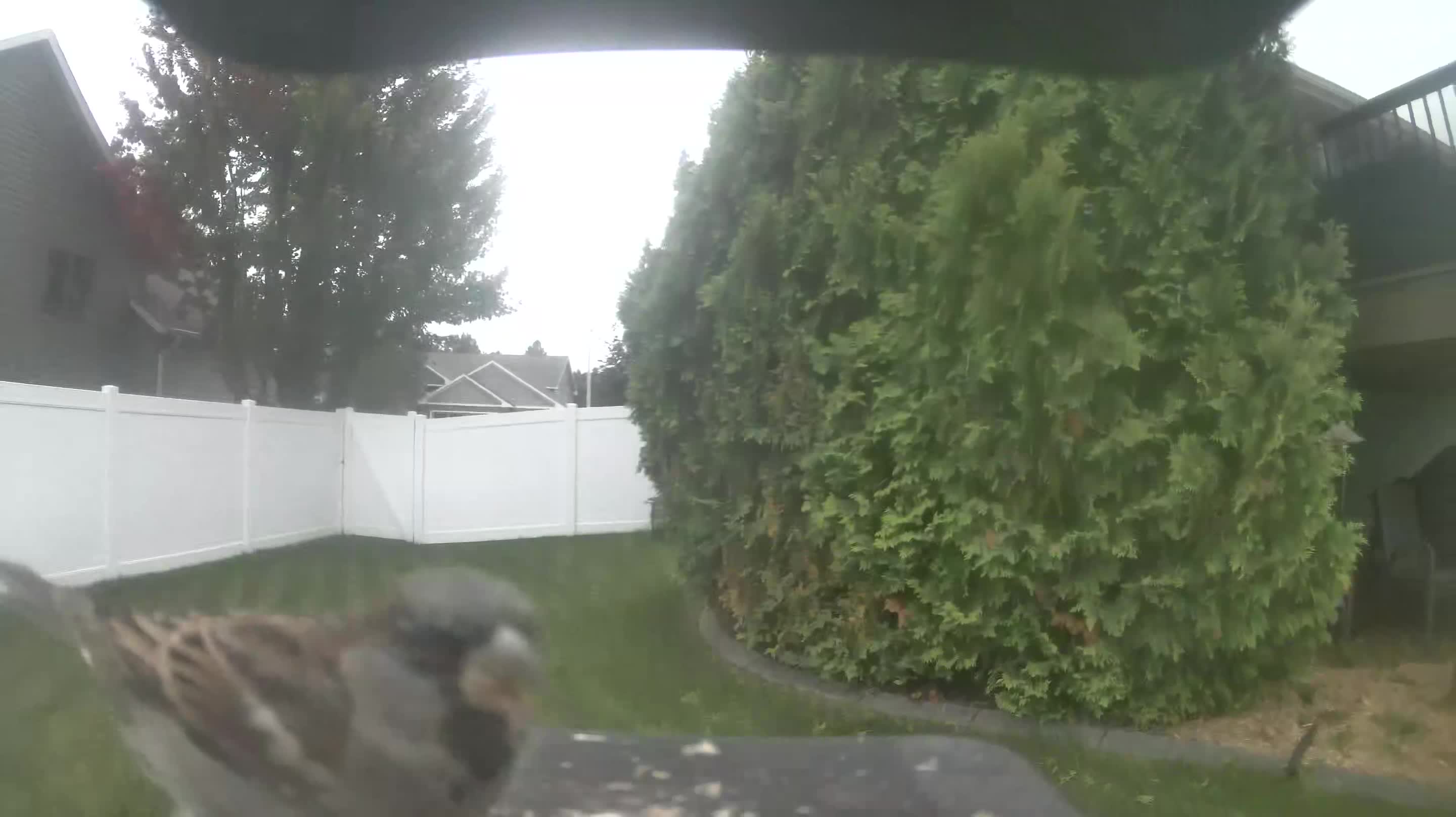 House Sparrow
