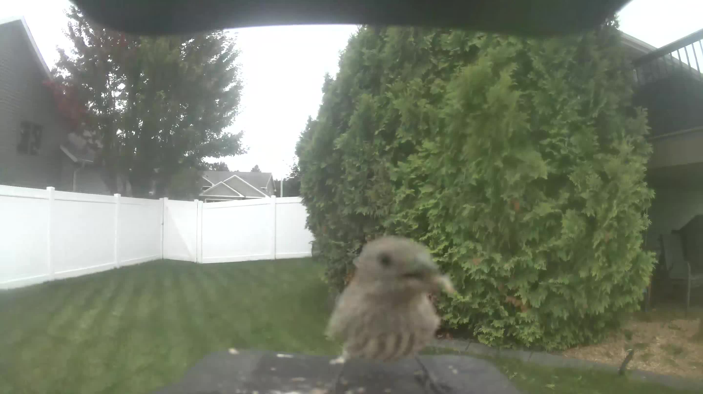 House Finch