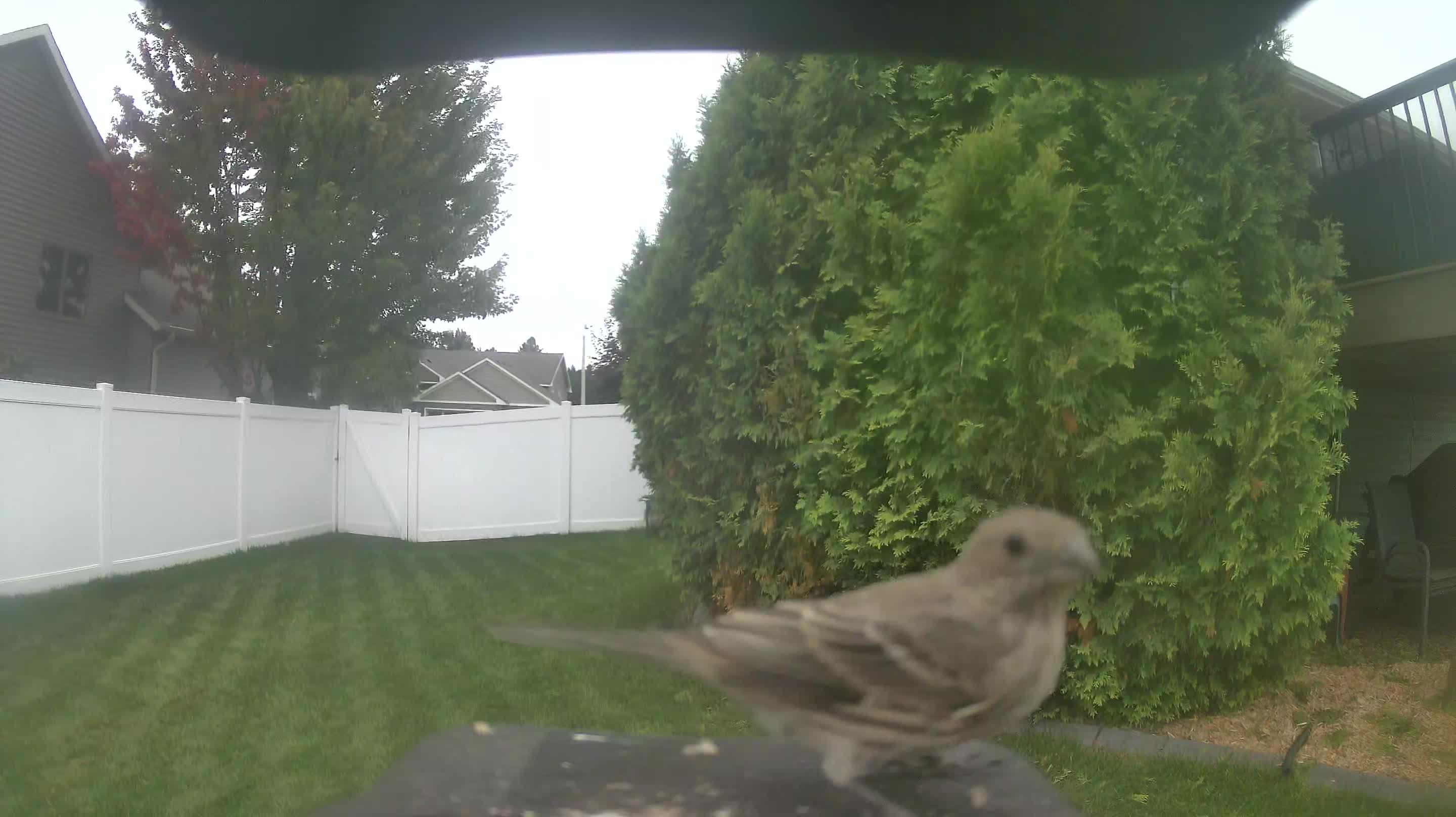 House Finch