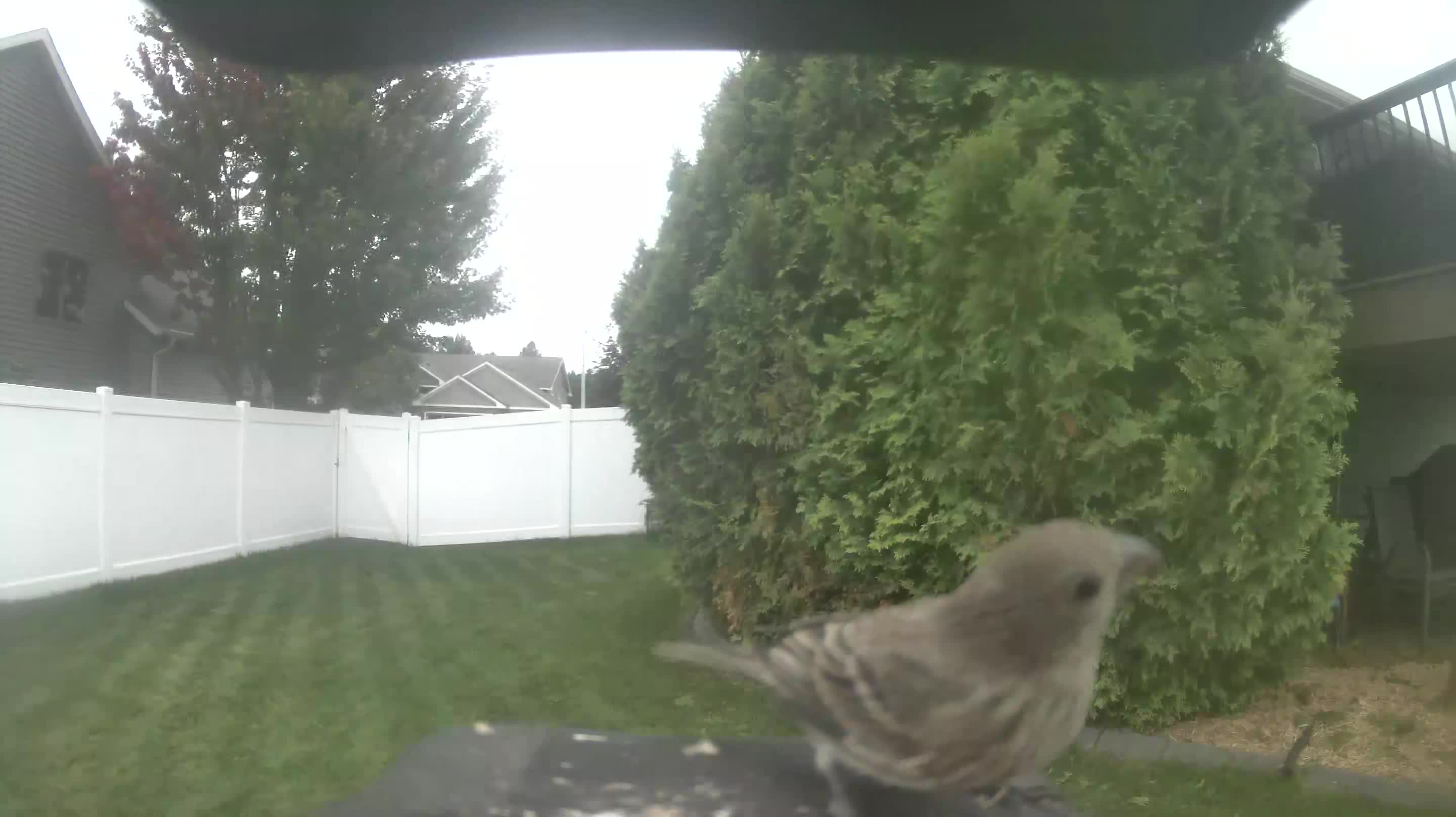 House Finch