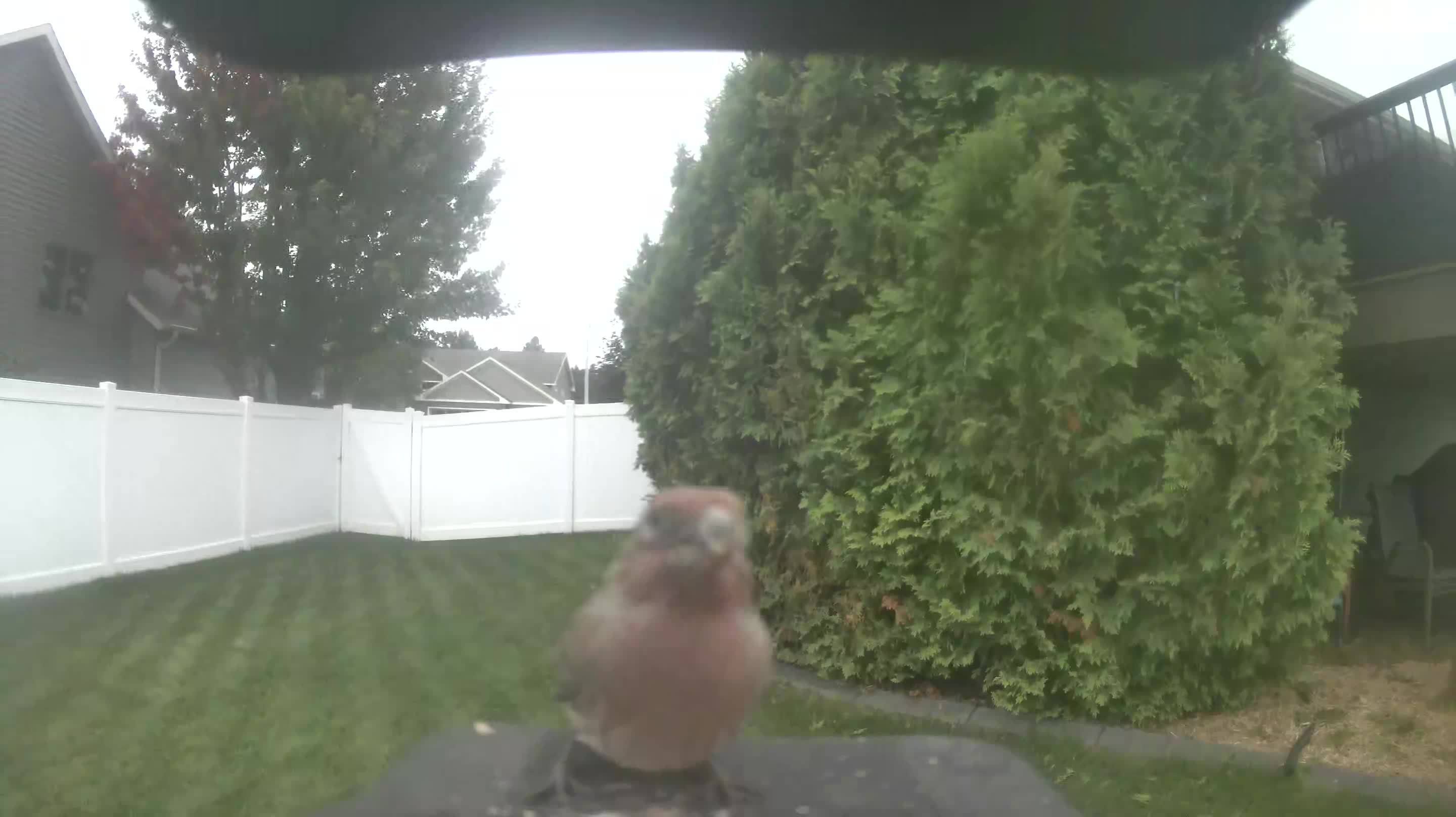 House Finch