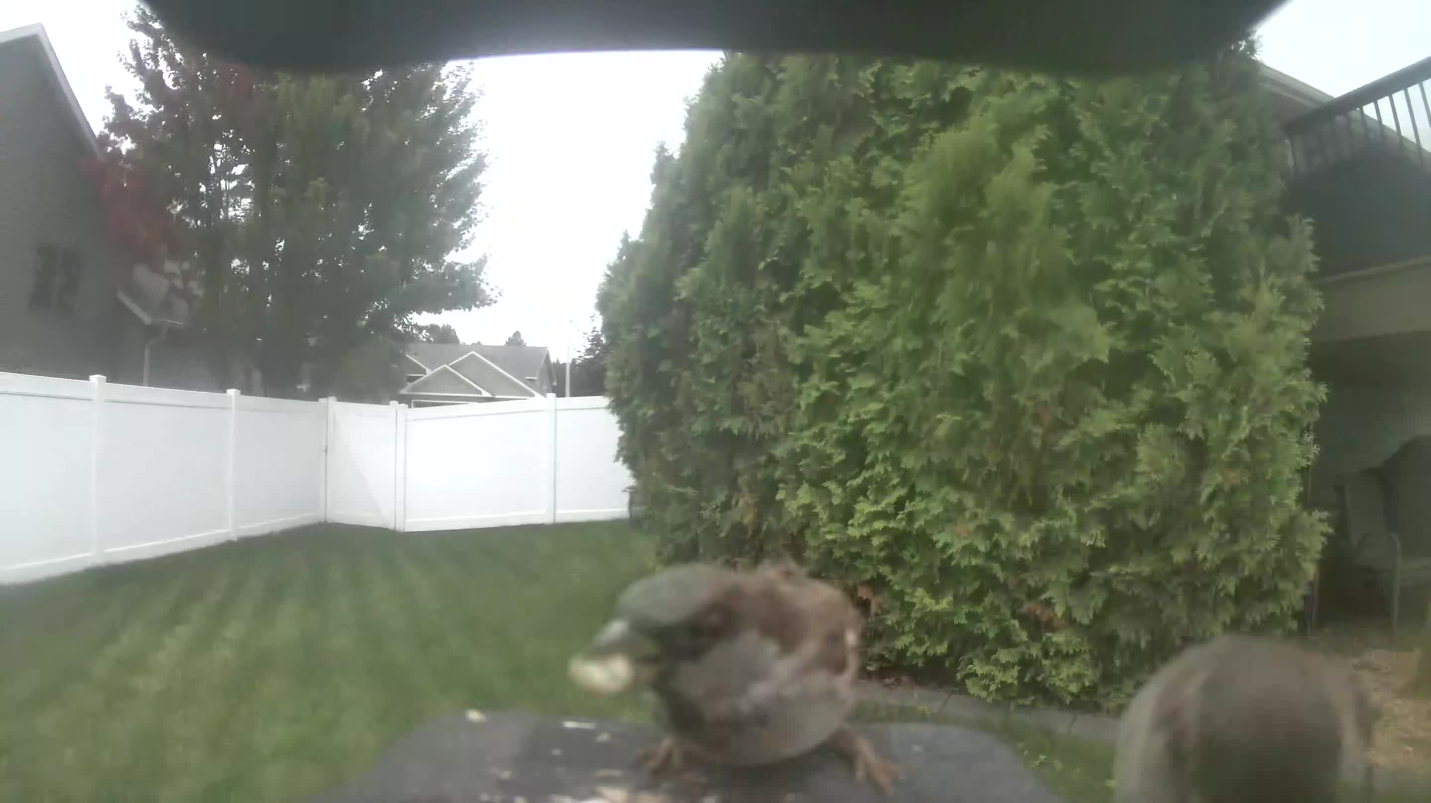 House Sparrow