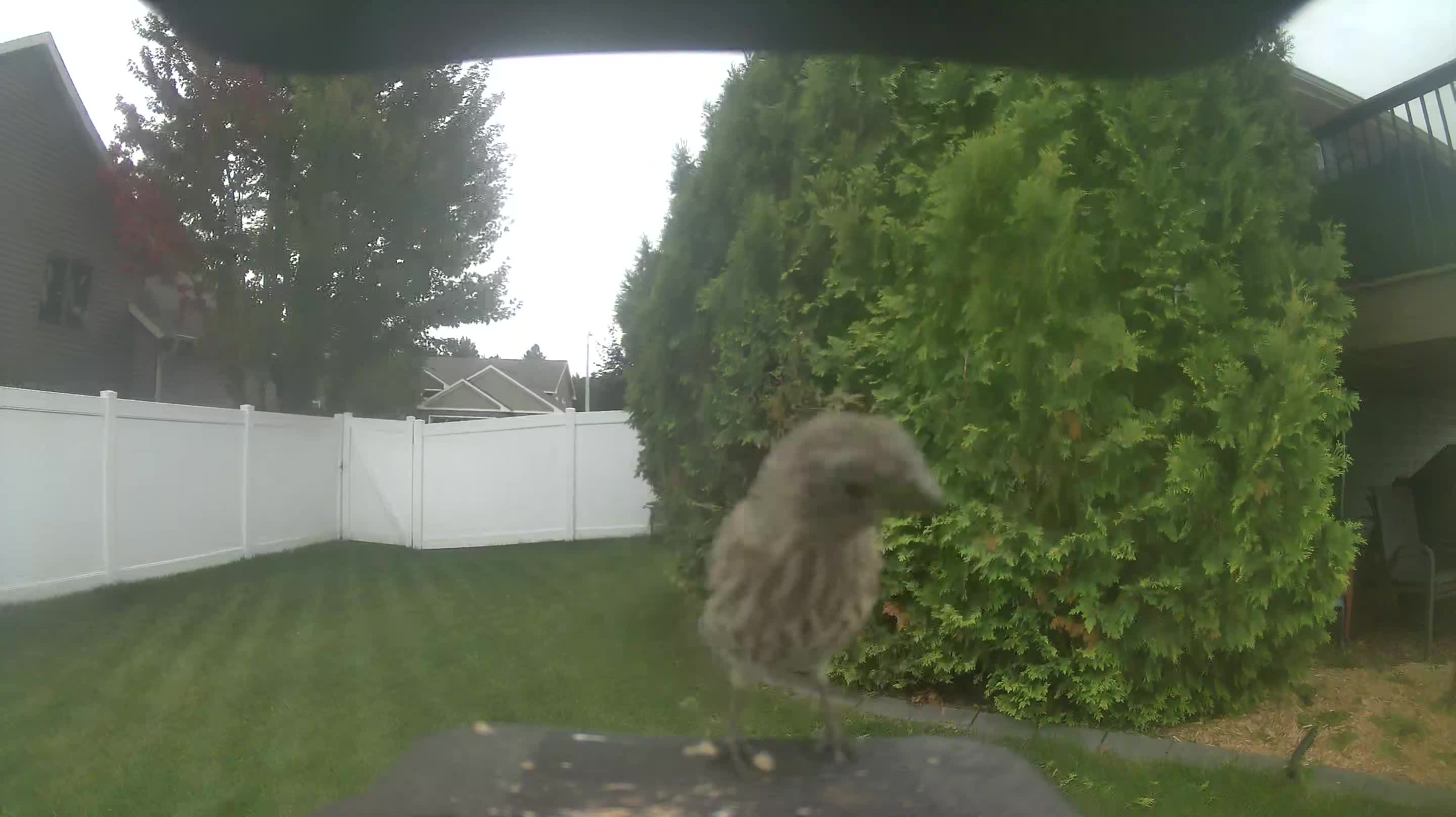 House Finch