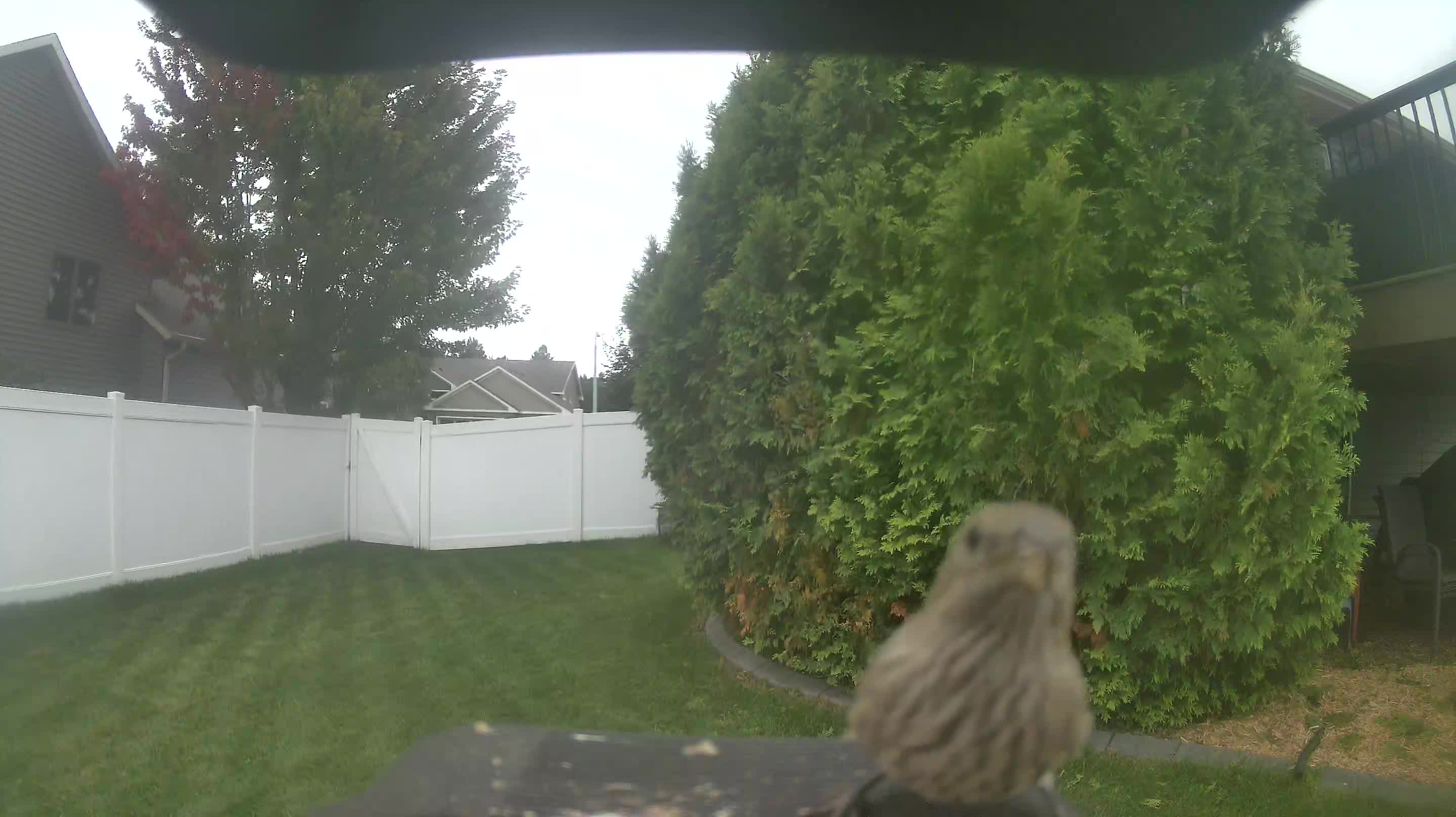 House Finch