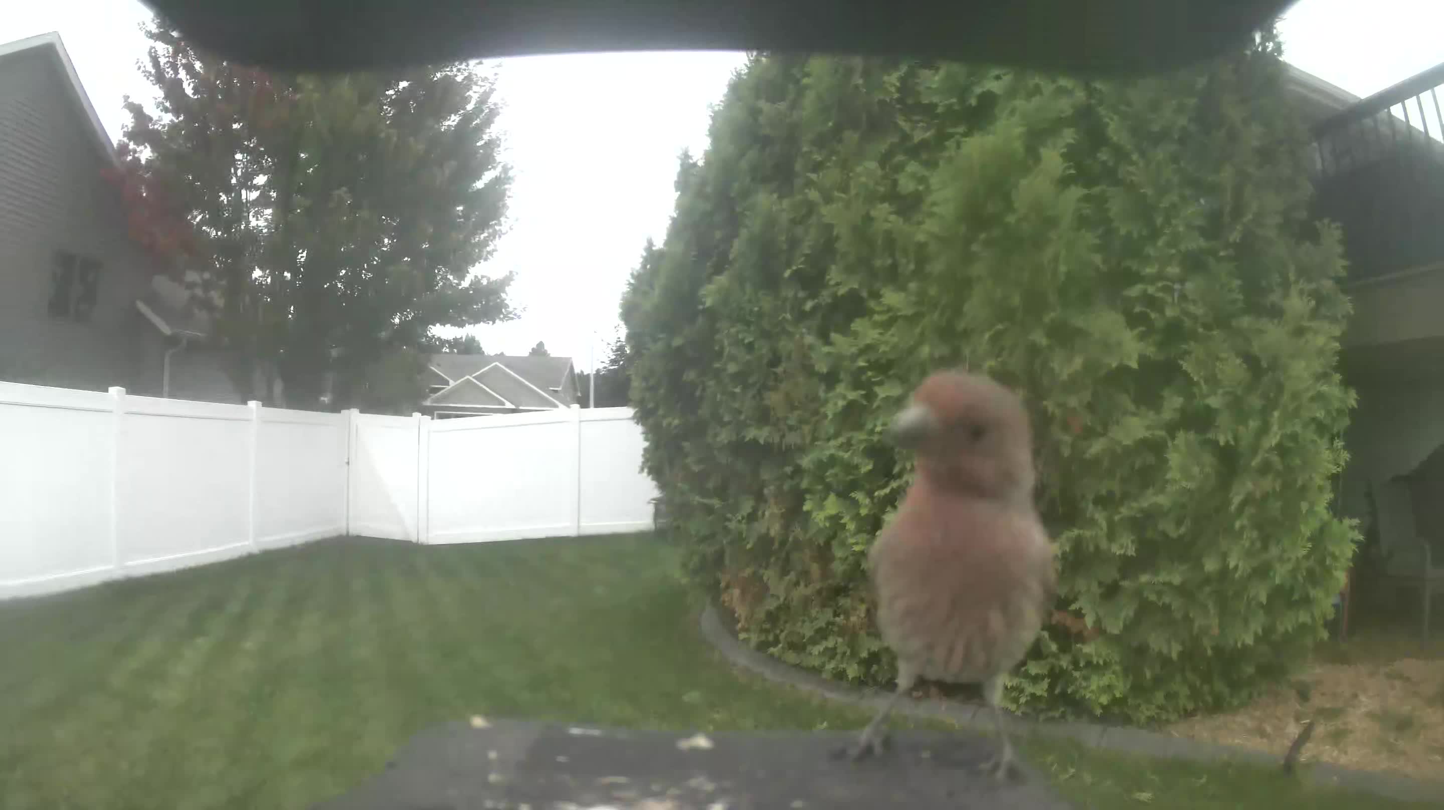 House Finch