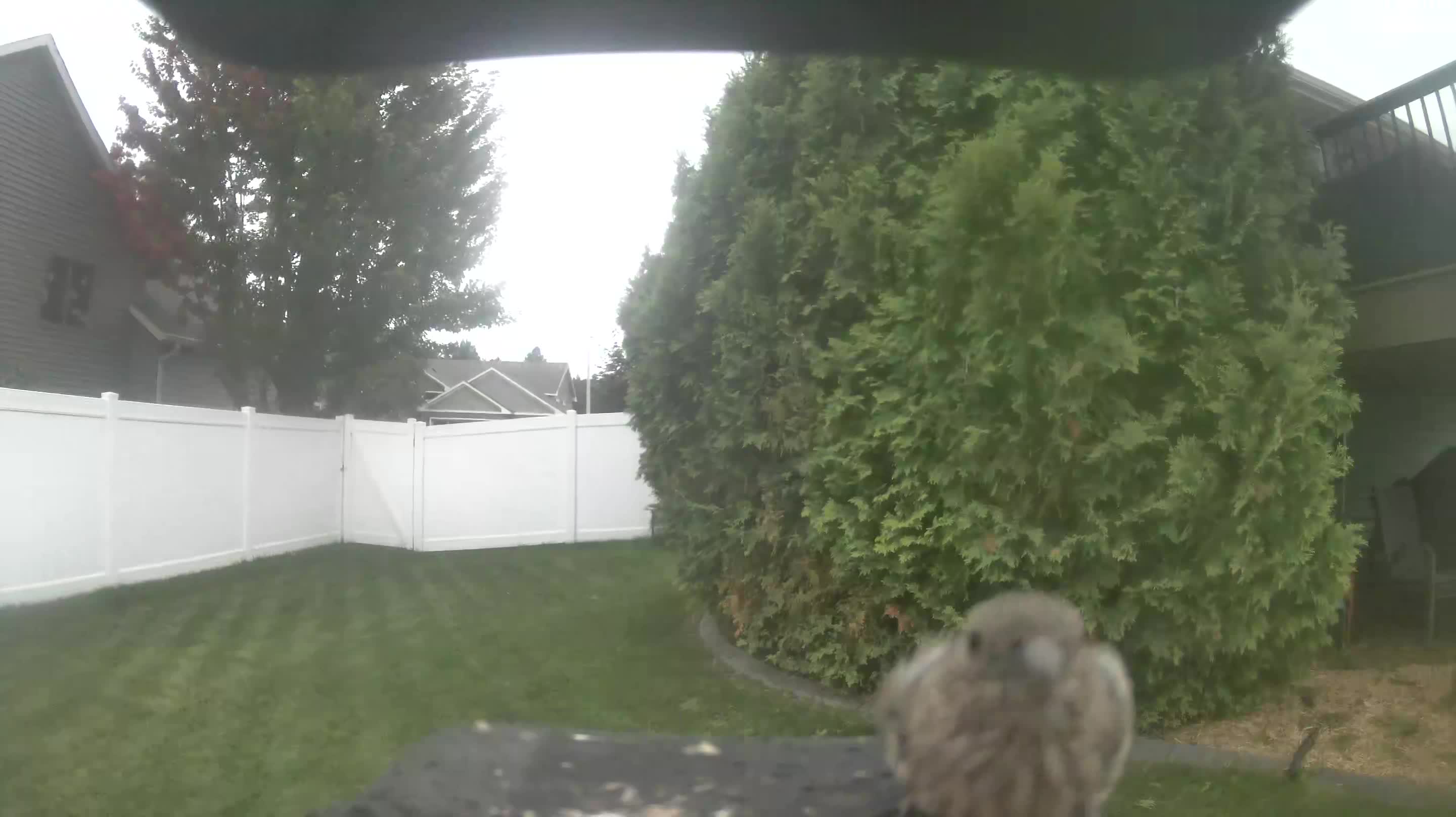 House Finch