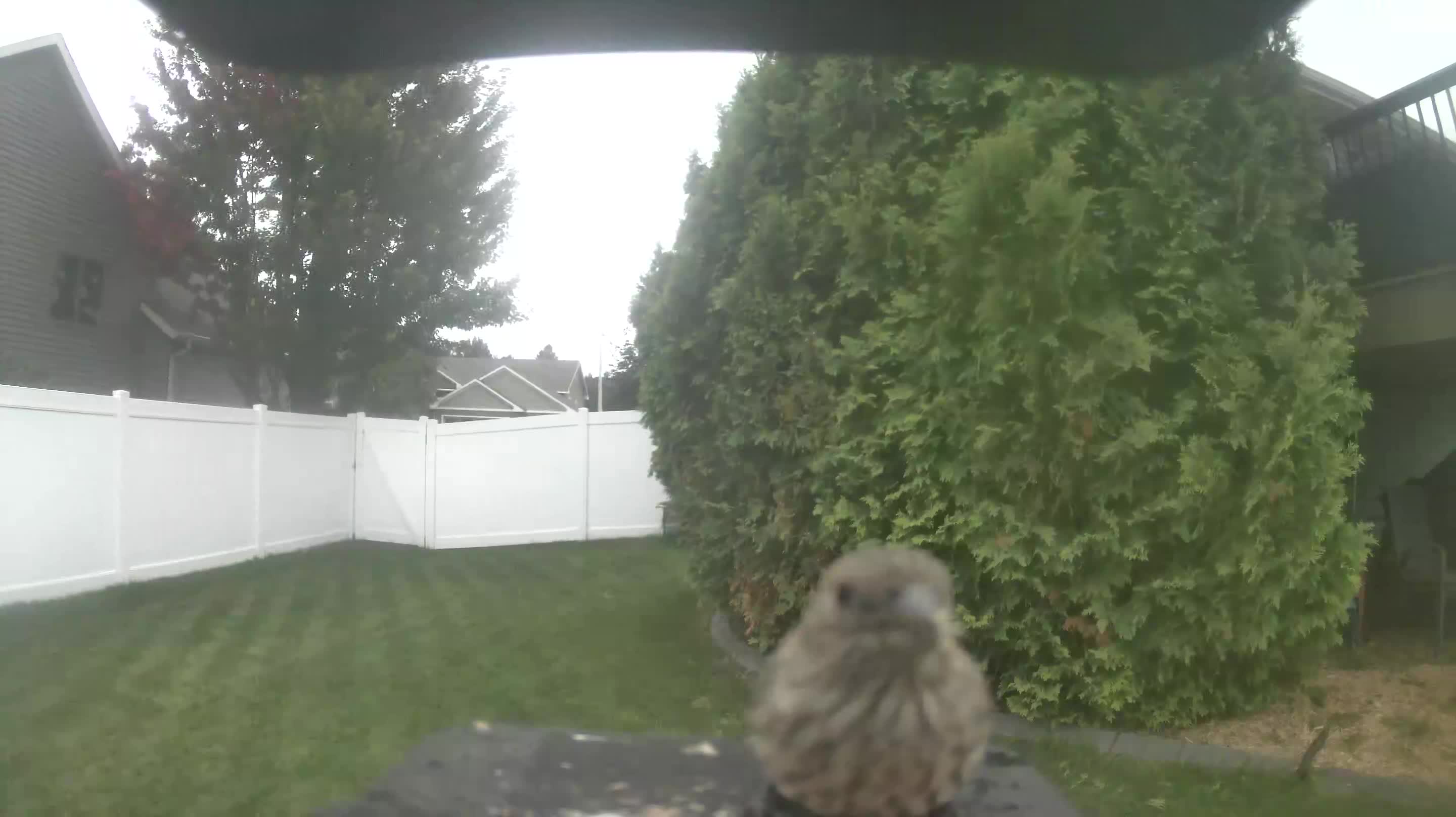 House Finch