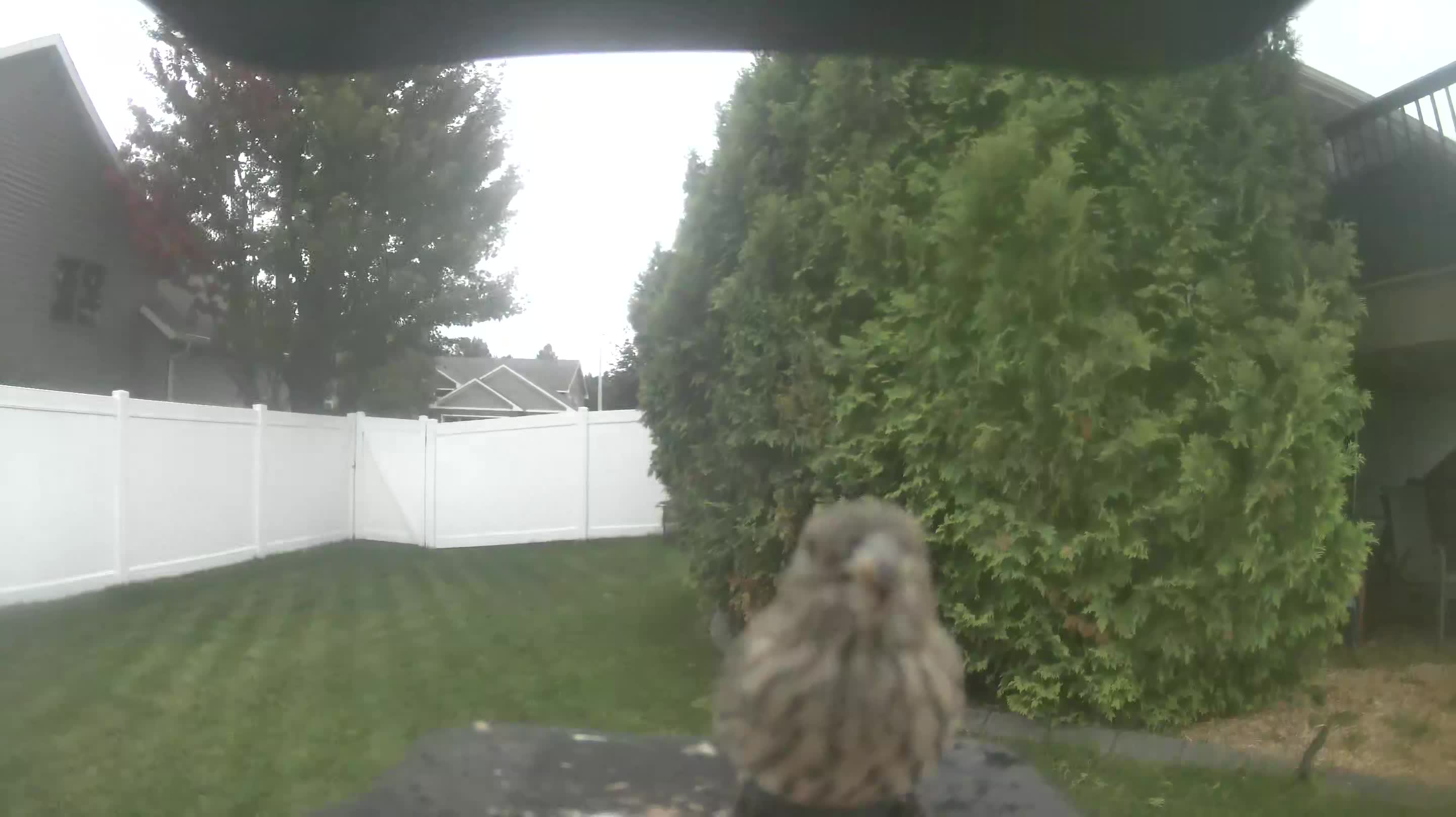 House Finch