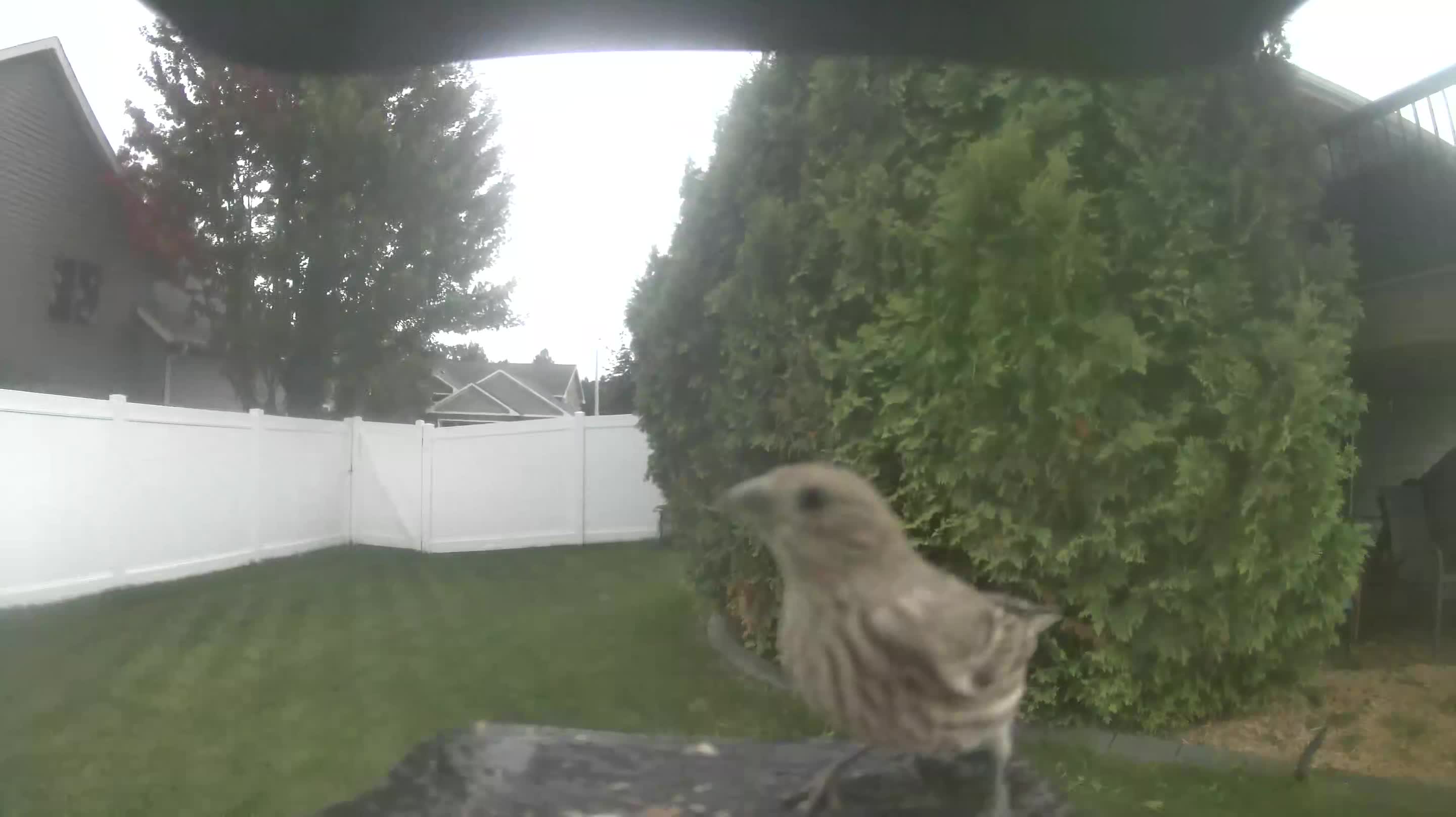 House Finch