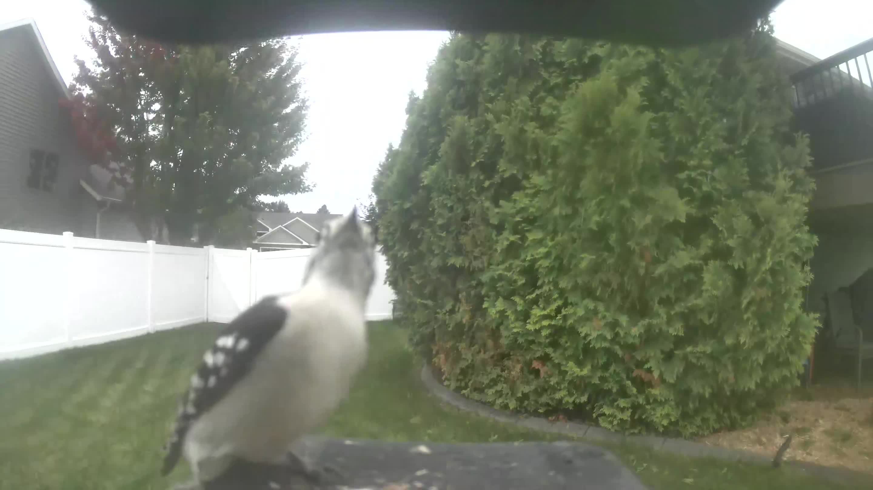 Downy Woodpecker