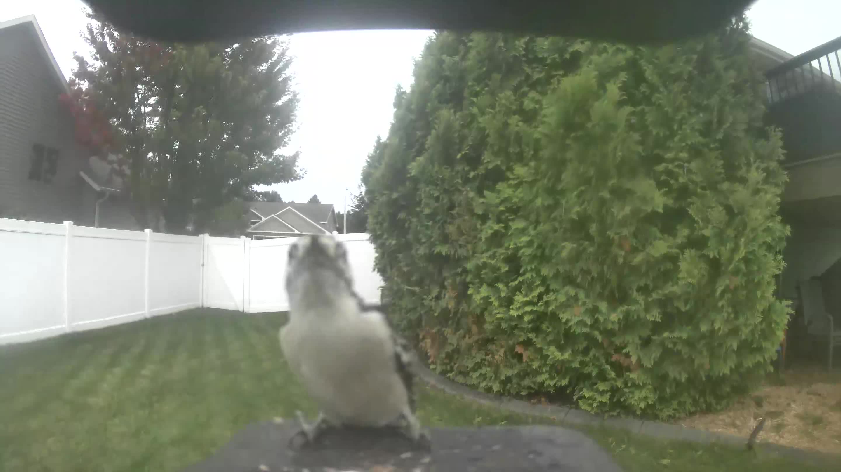 Downy Woodpecker