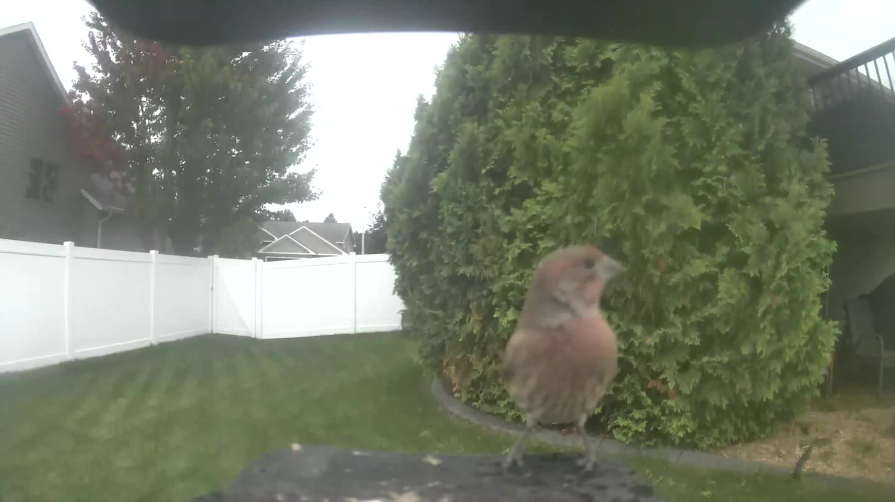 House Finch
